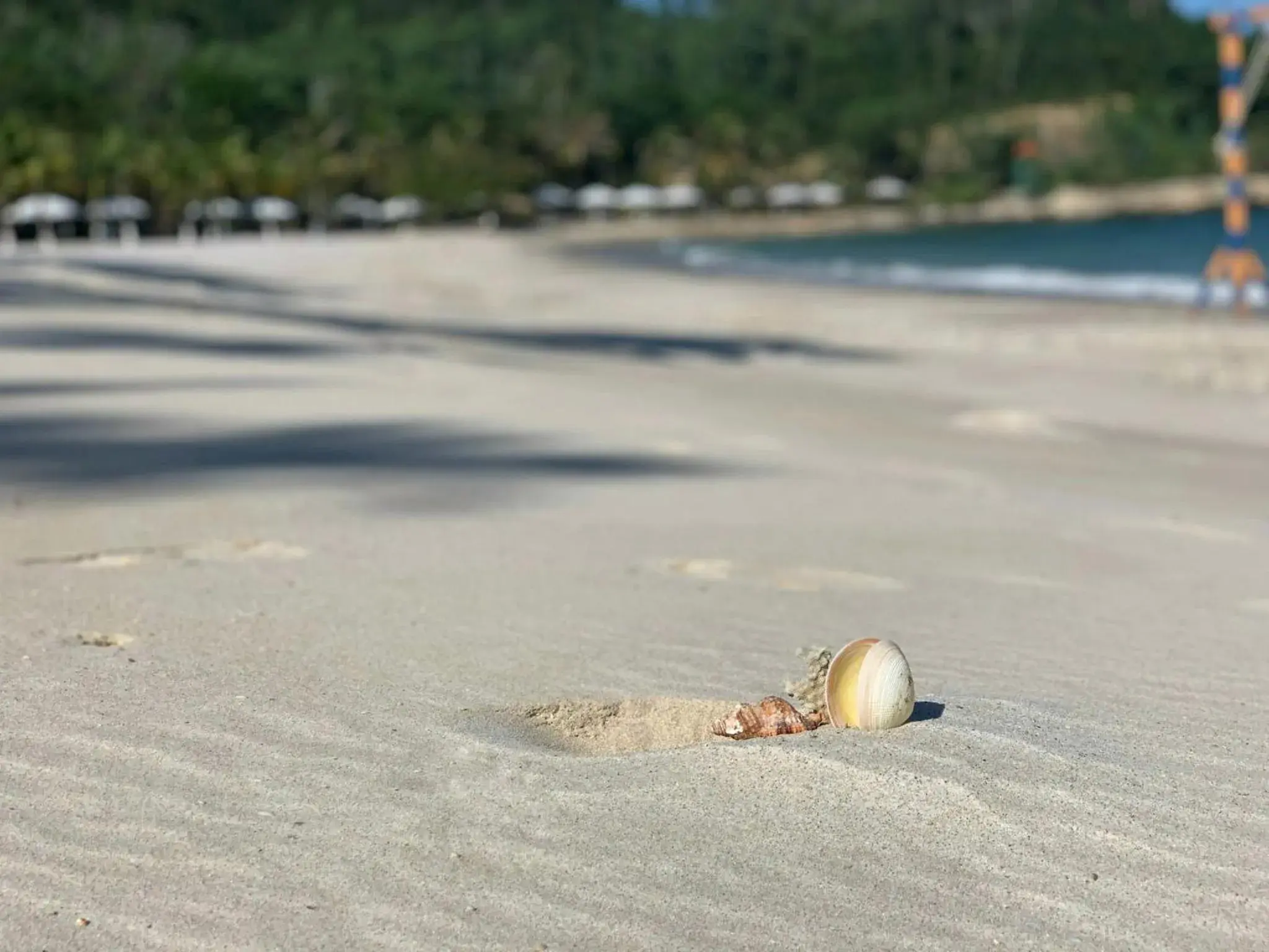 Beach, Other Animals in Diamond Bay Condotel Resort Nha Trang