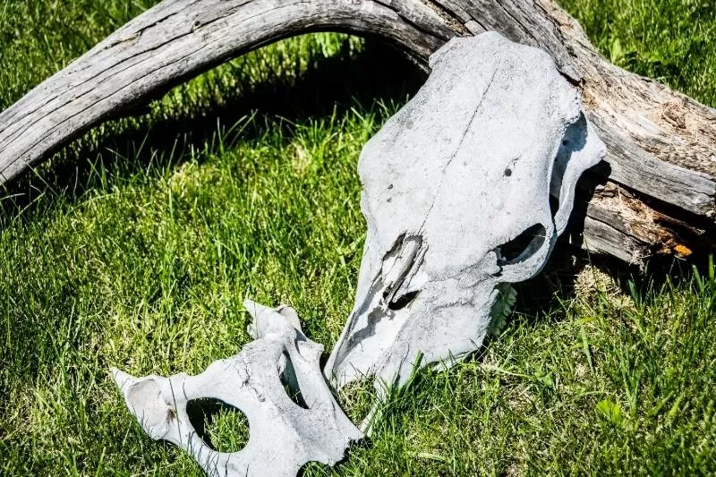 Summer in Rustlers Lodge