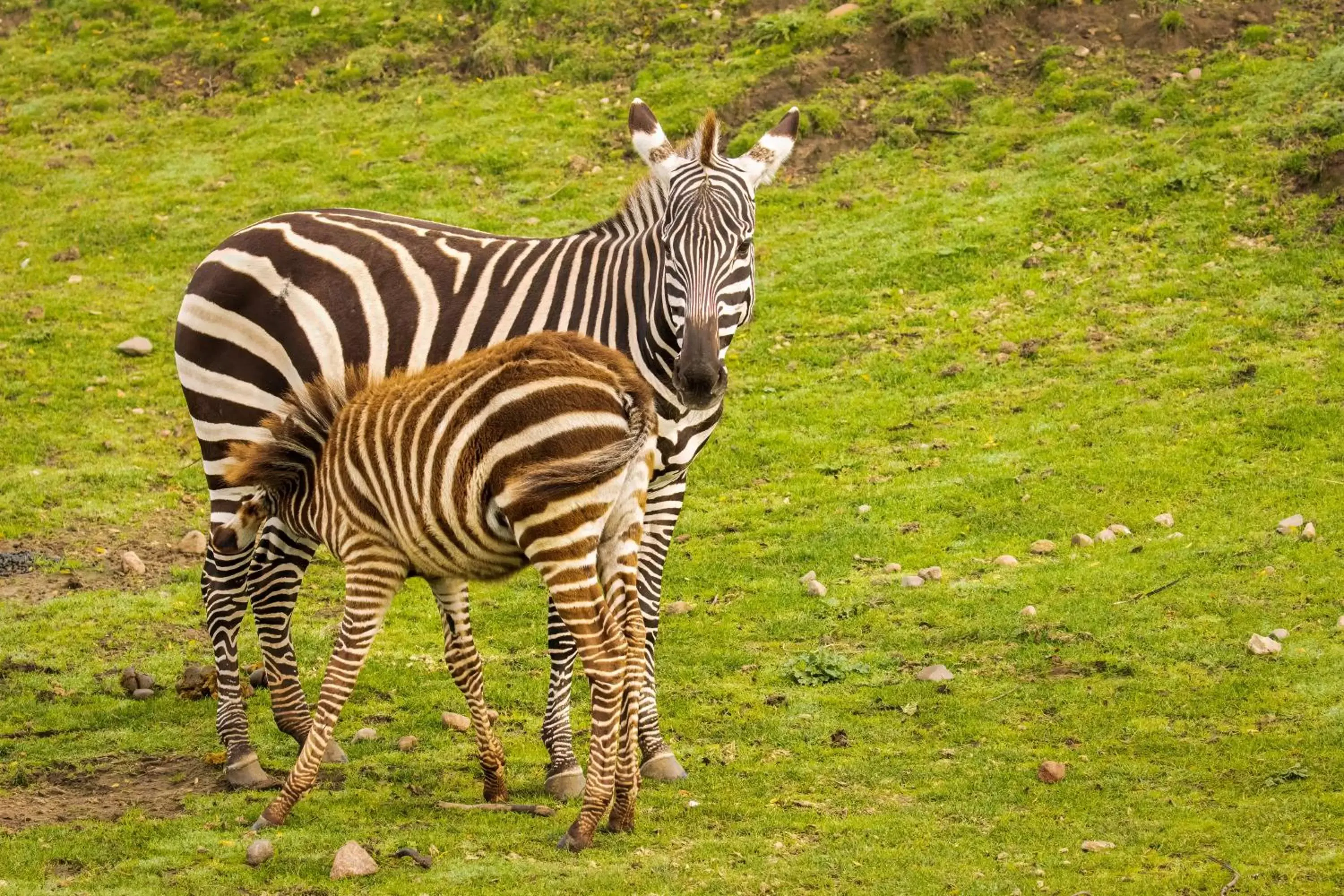 Nearby landmark, Other Animals in Emmen bed and breakfast