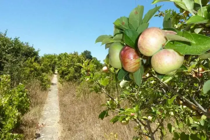 Garden in Quinta Laranjal da Arrabida