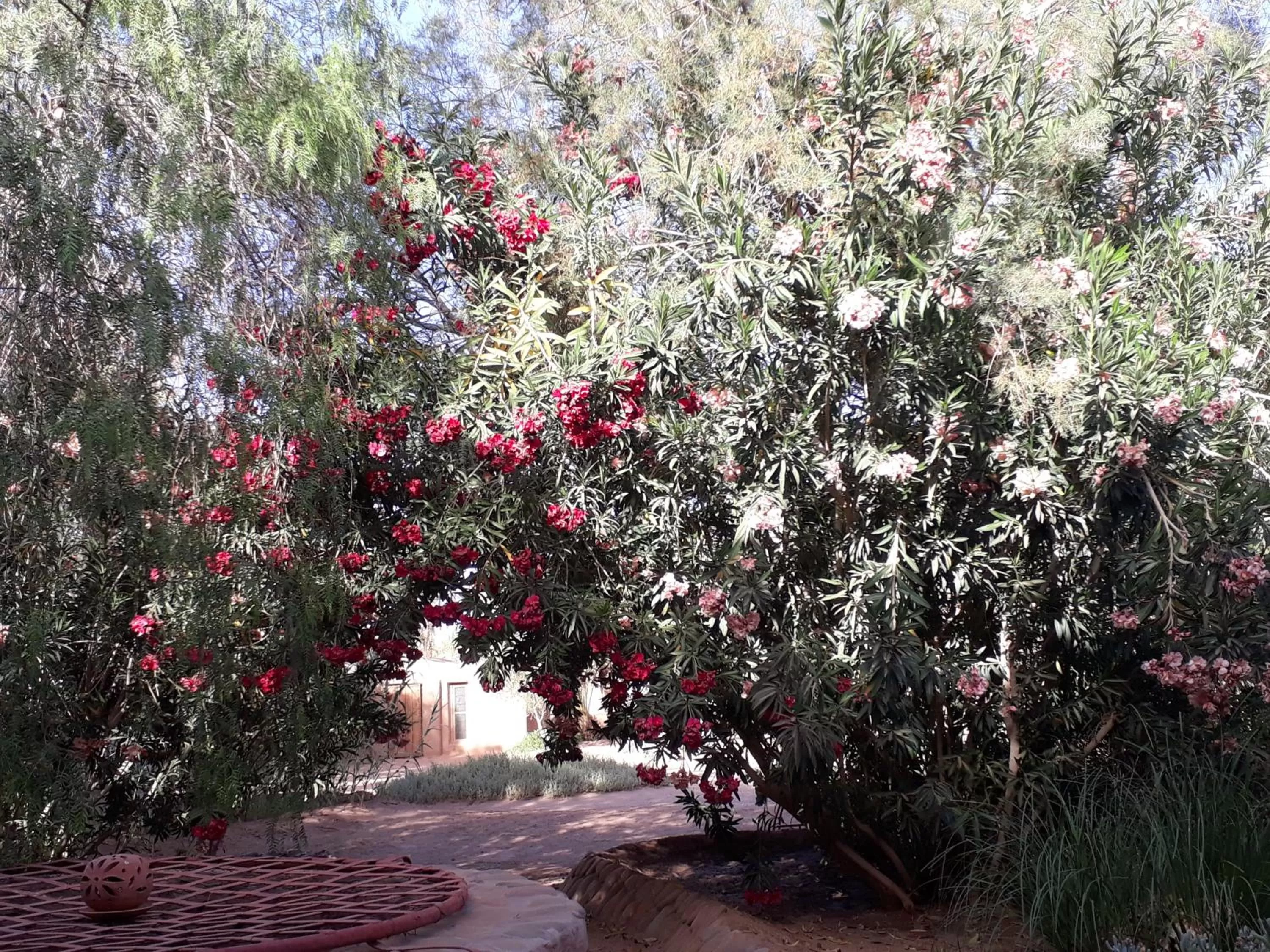 Garden in Dar Paru