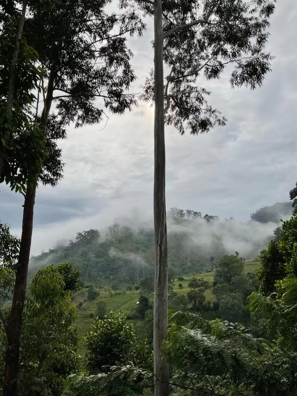 Mountain view in Silent Nest
