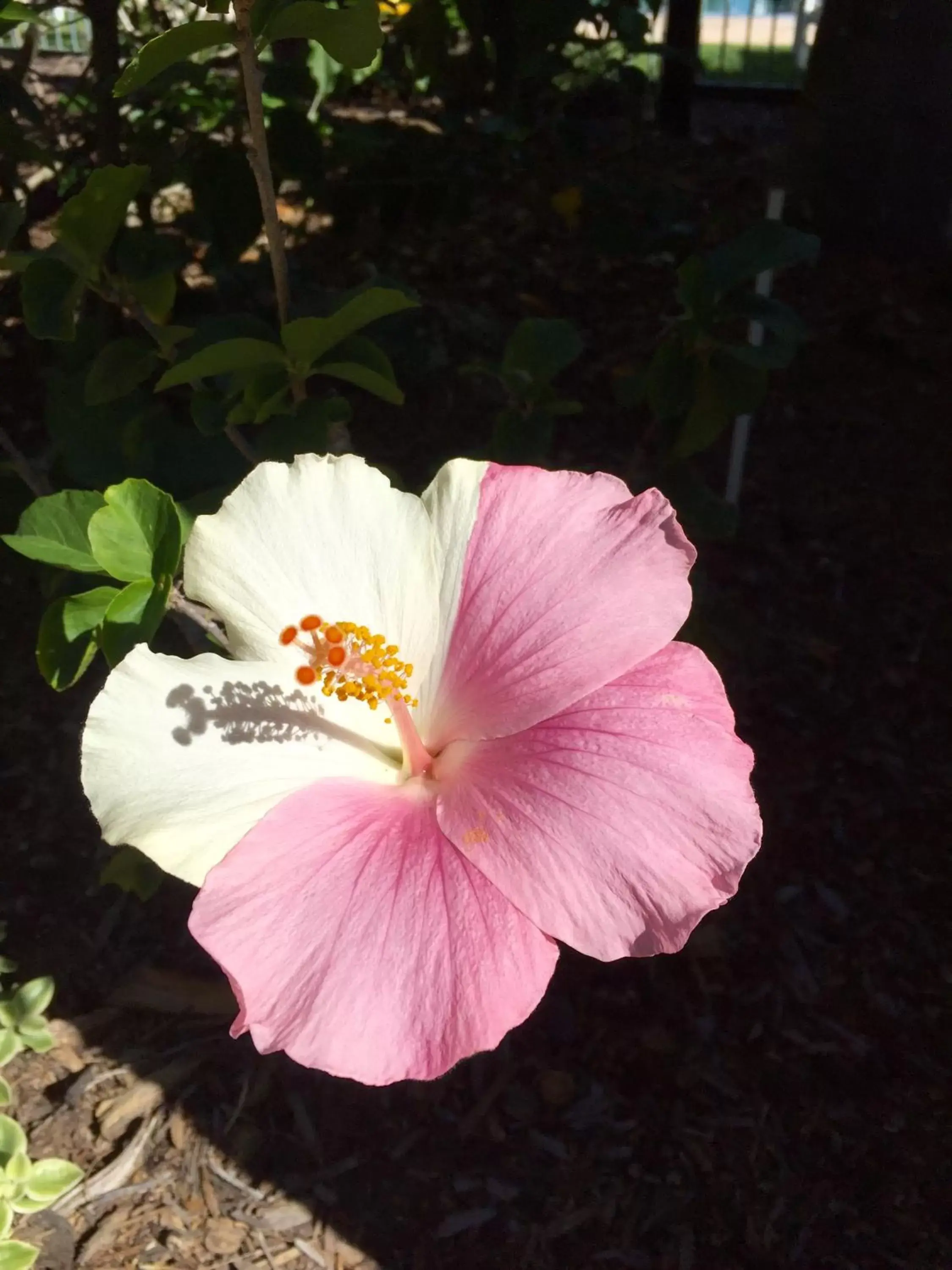 Natural landscape in Pelican Cove Apartments