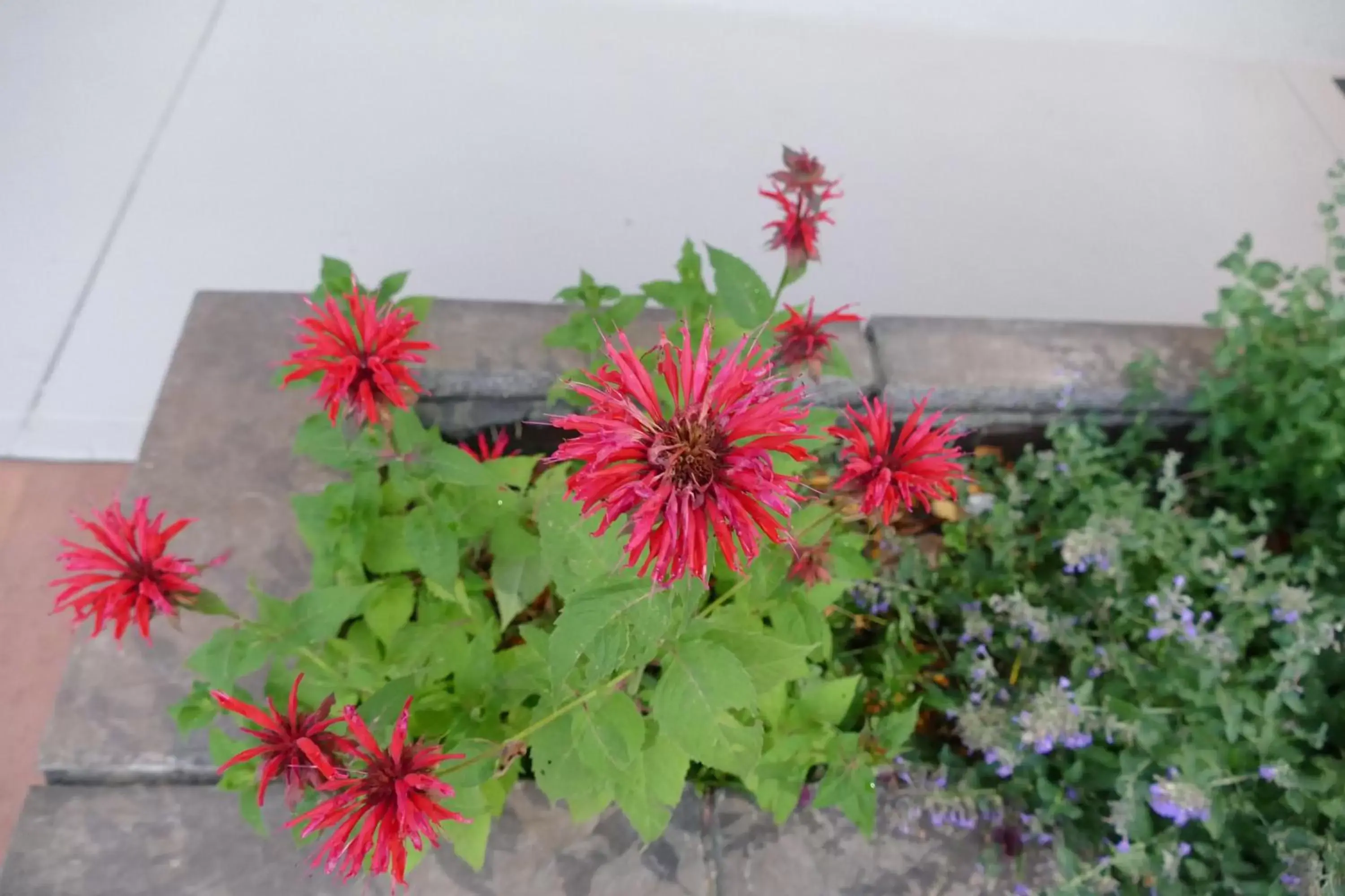 Garden in Red Wing Motel