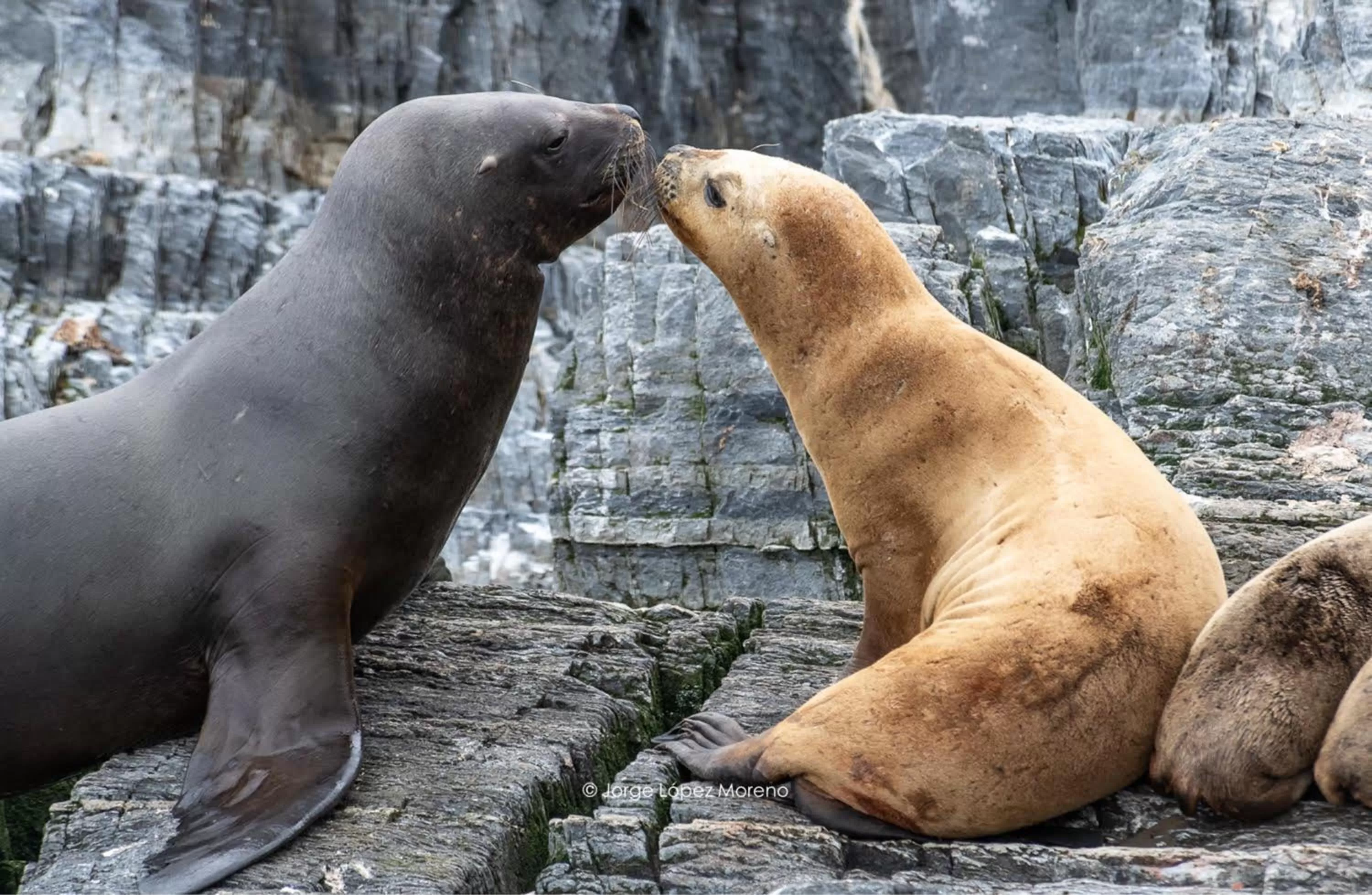 Off site, Other Animals in Riviera Fueguina Apartments