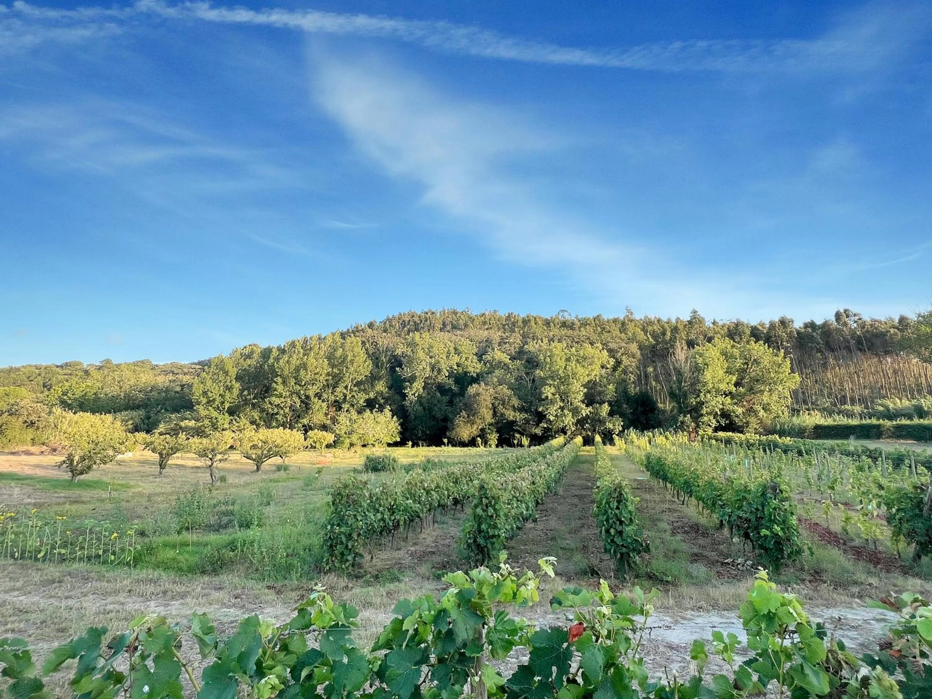 Natural Landscape in Quinta Mourada