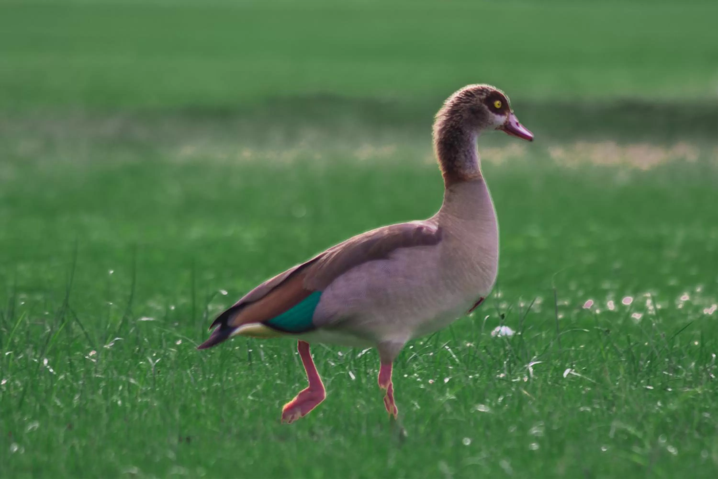 Animals, Other Animals in Oilepo Cottage