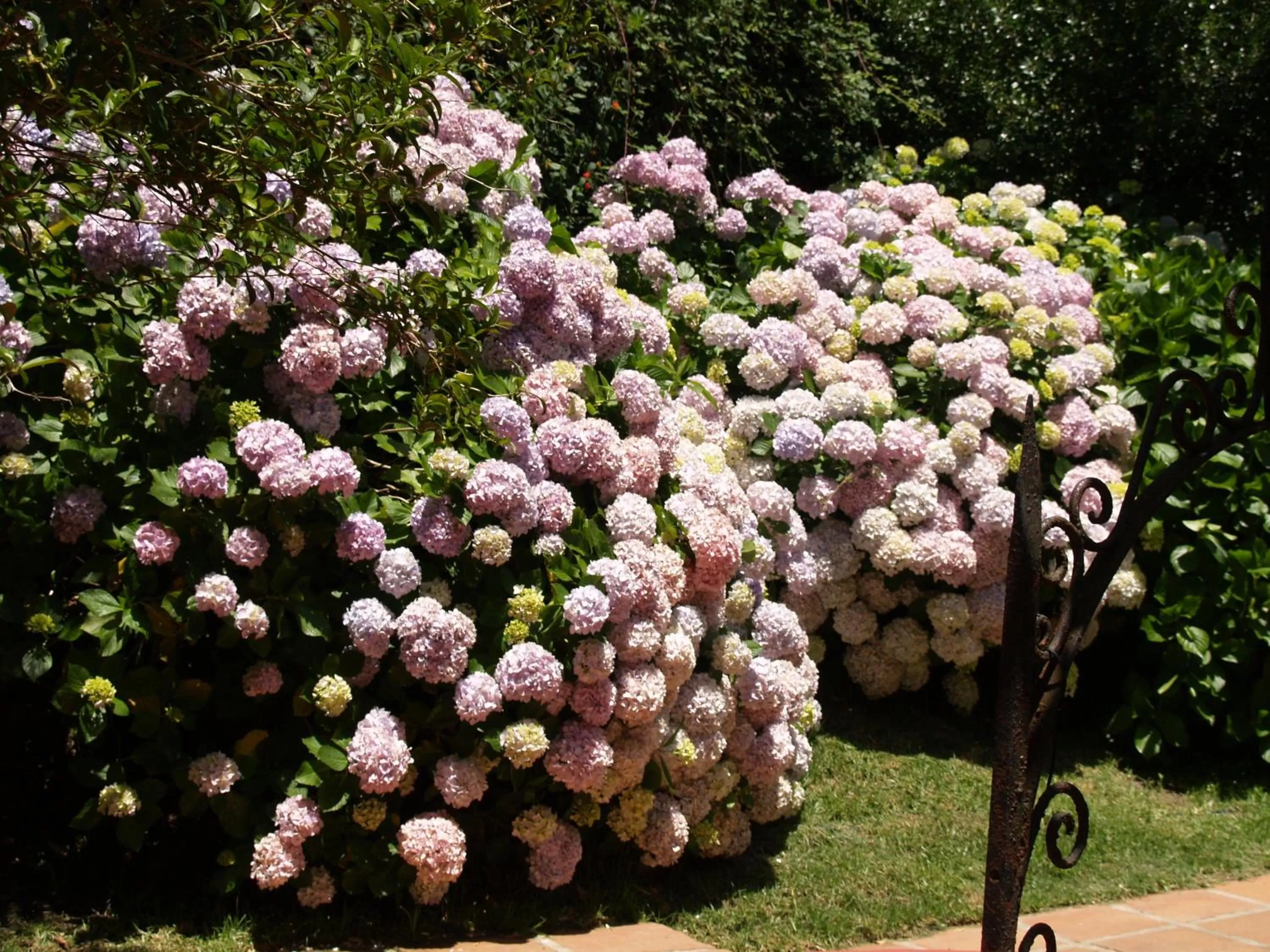 Garden in Mesón de Sancho