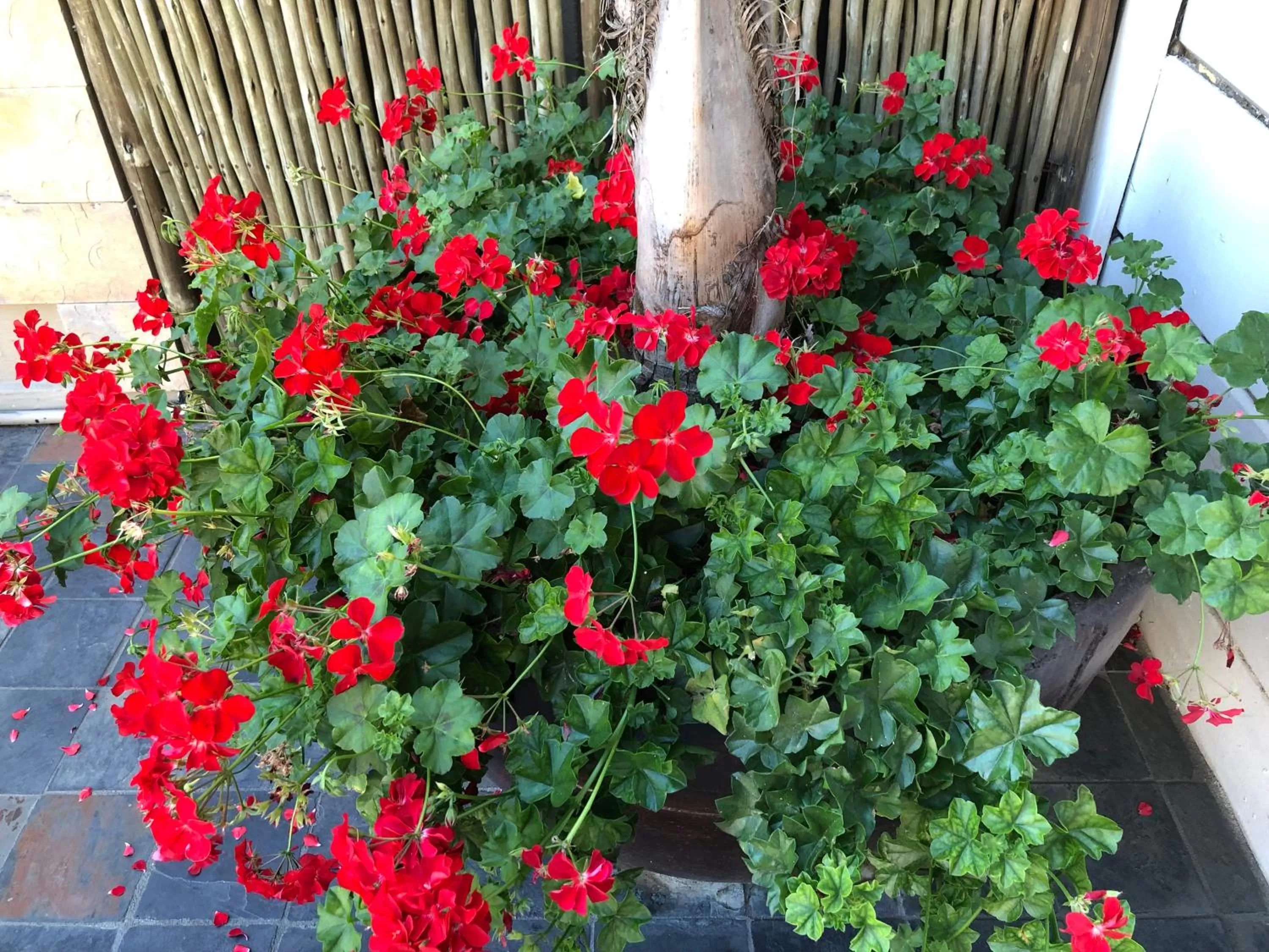 Mountview Guest House