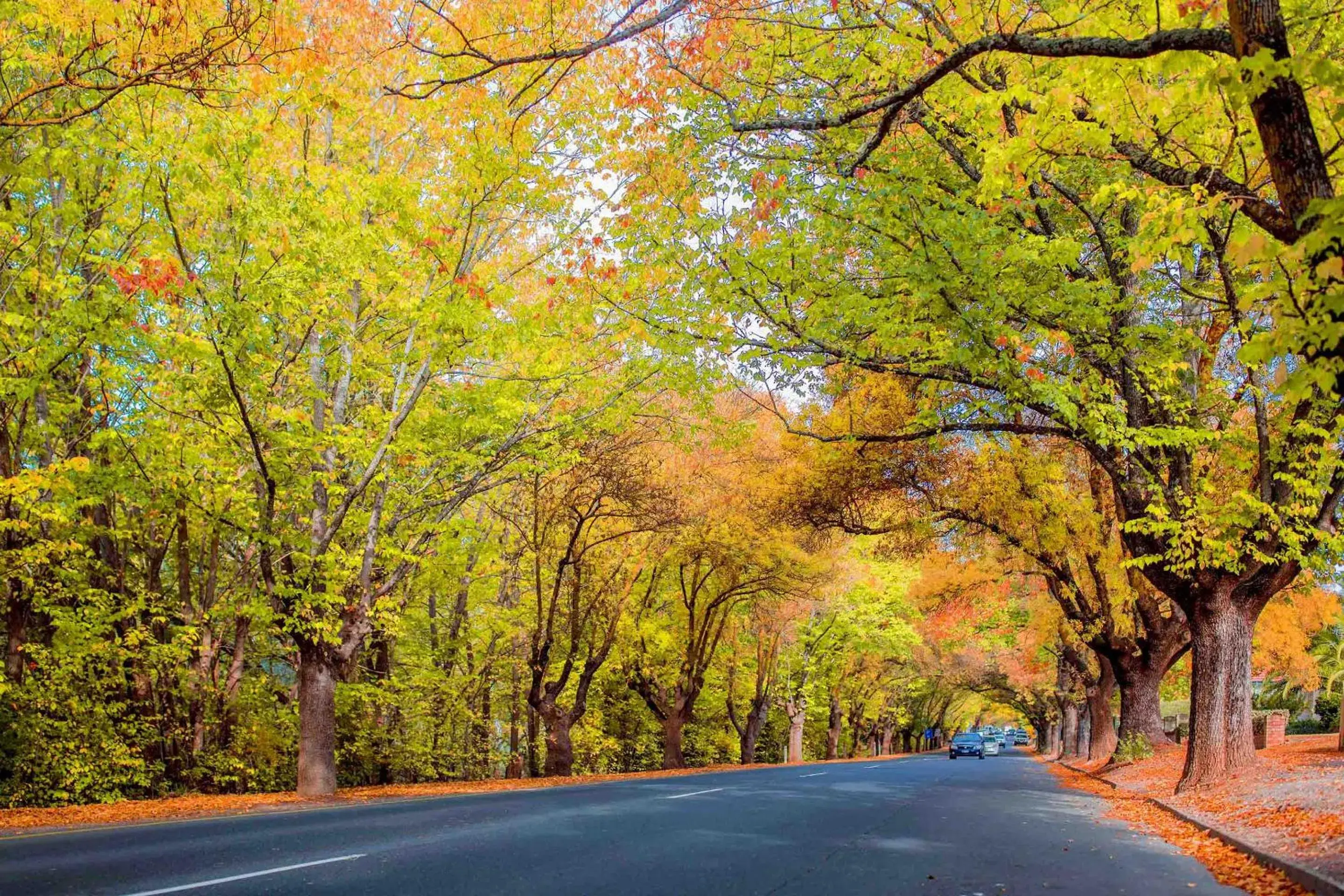 Natural landscape in The Manna Of Hahndorf