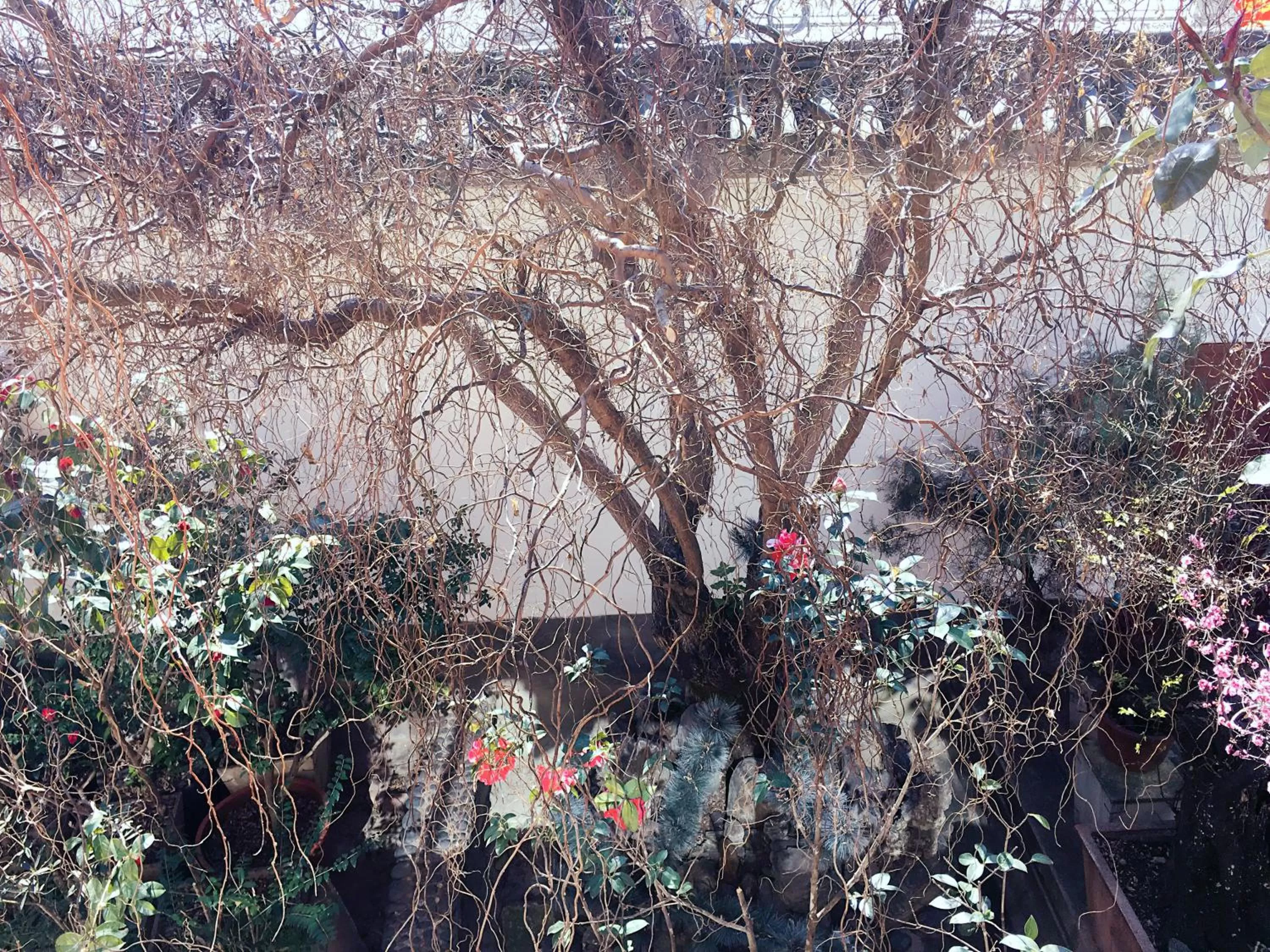 Garden view in The Lily Pad Inn