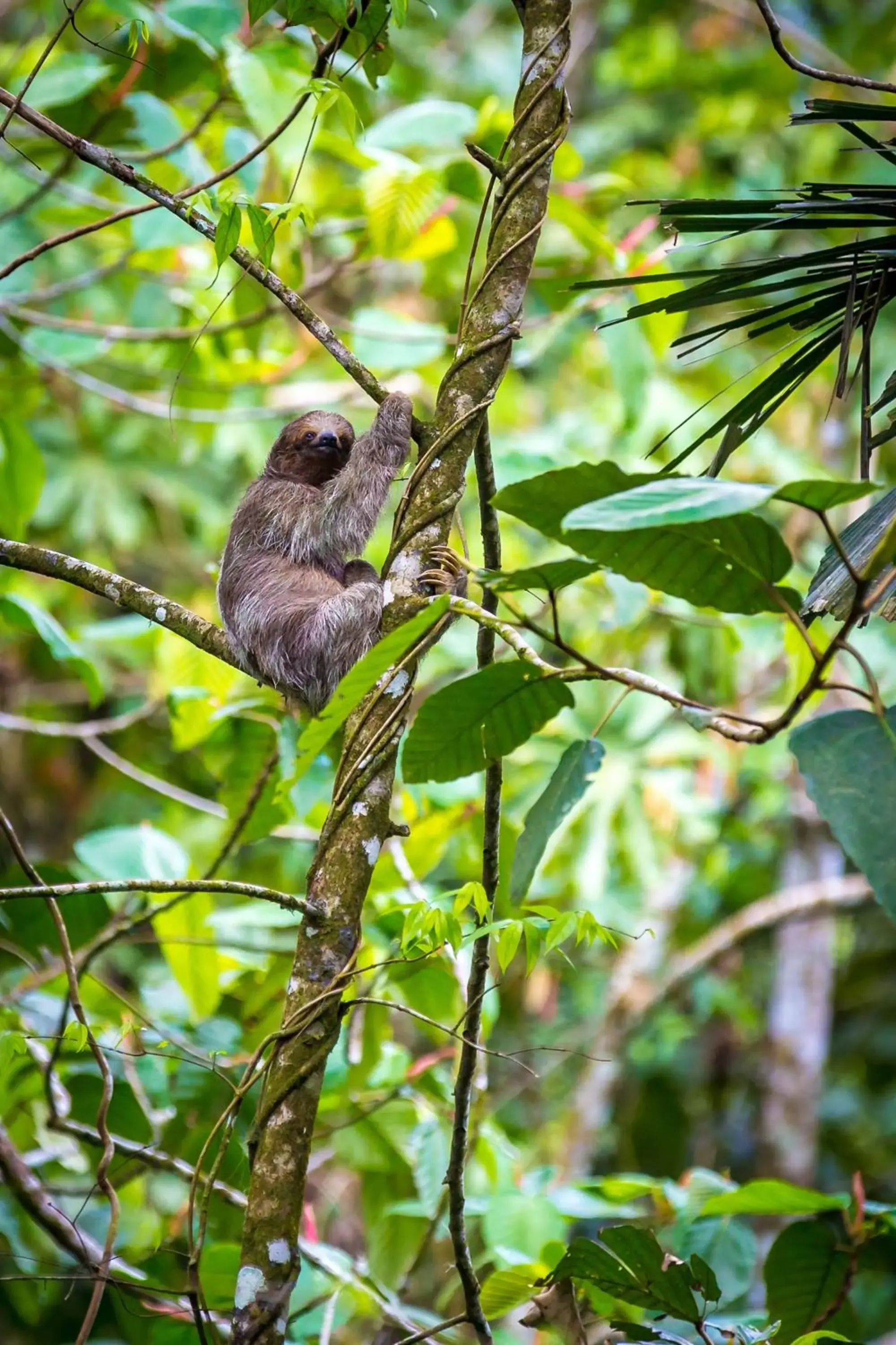 Off site, Other Animals in Nayara Springs - Adults Only