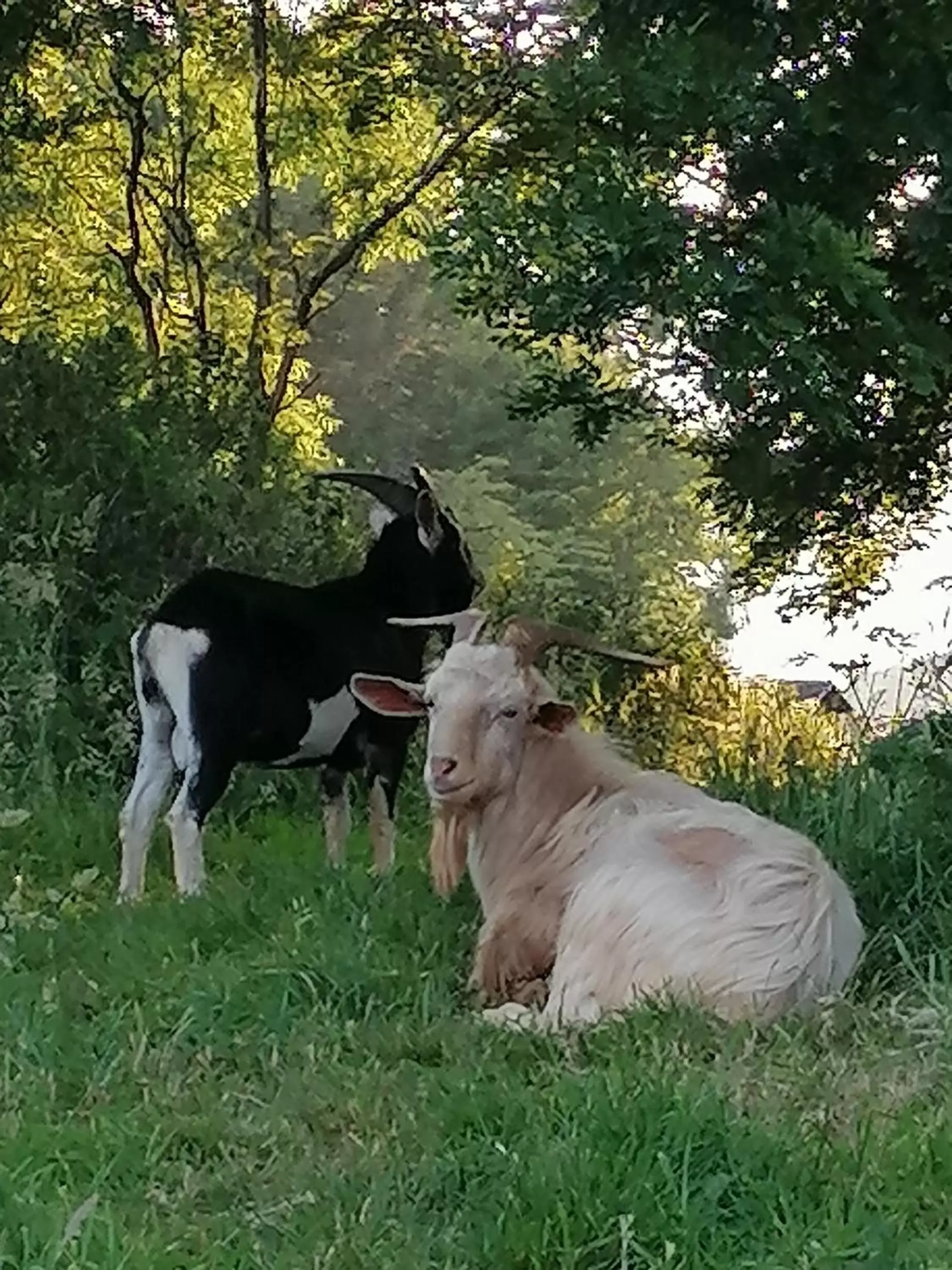 Pets in Cable Island Bed and Breakfast