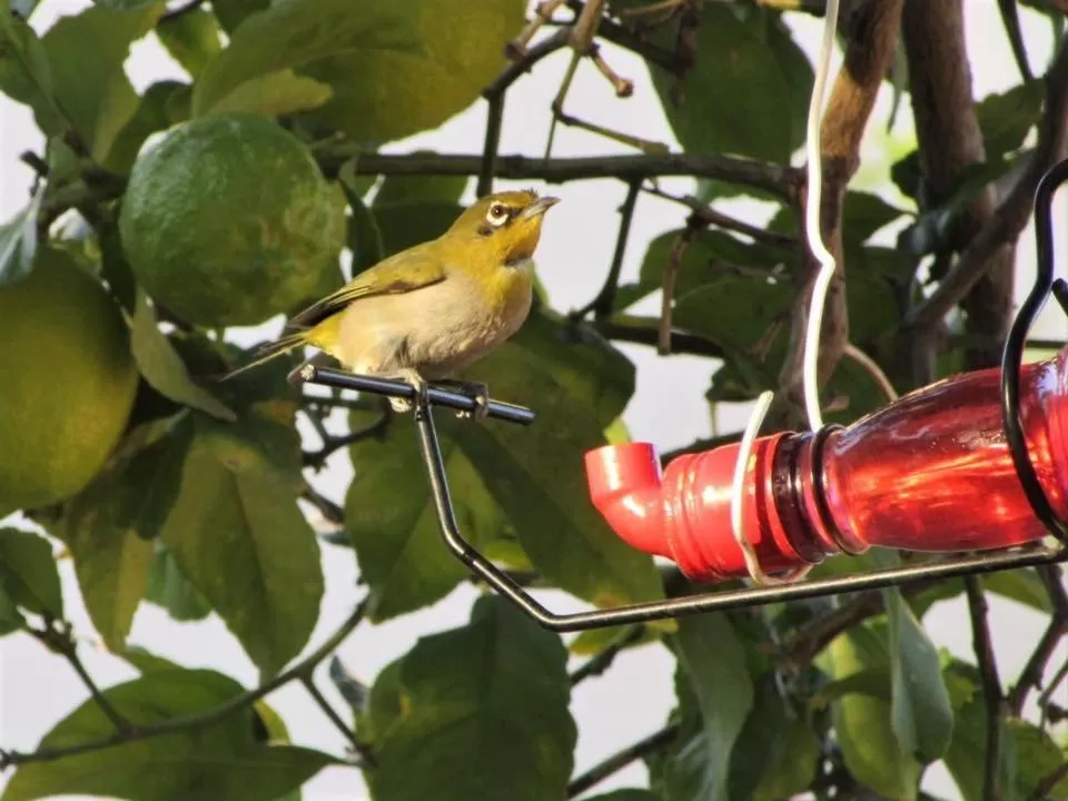 Garden in Squirrels Corner