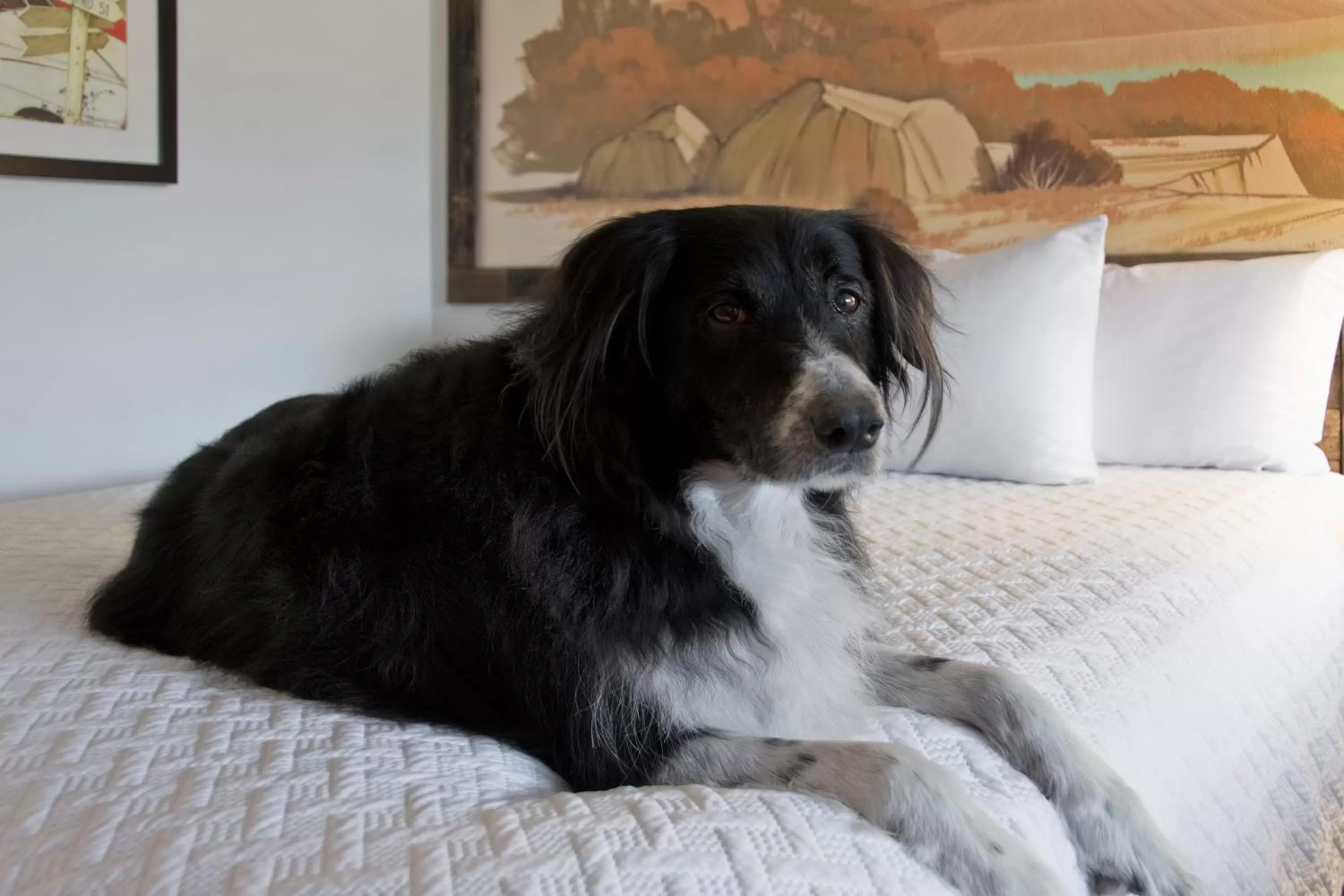 Pets in Expedition Lodge Moab Arches National Park