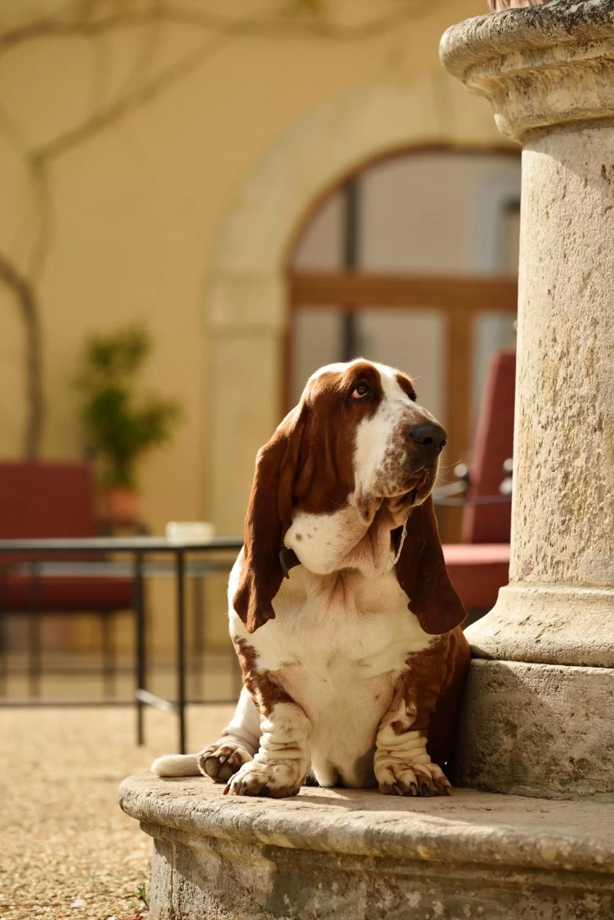 Pets in Villa Sabolini