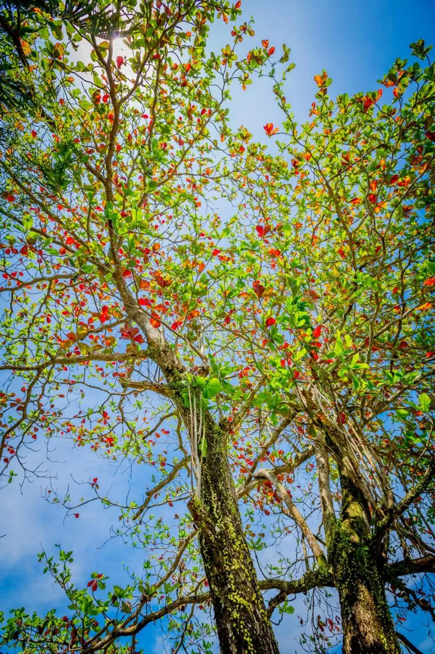 Garden in Beringgis Beach Resort & Spa