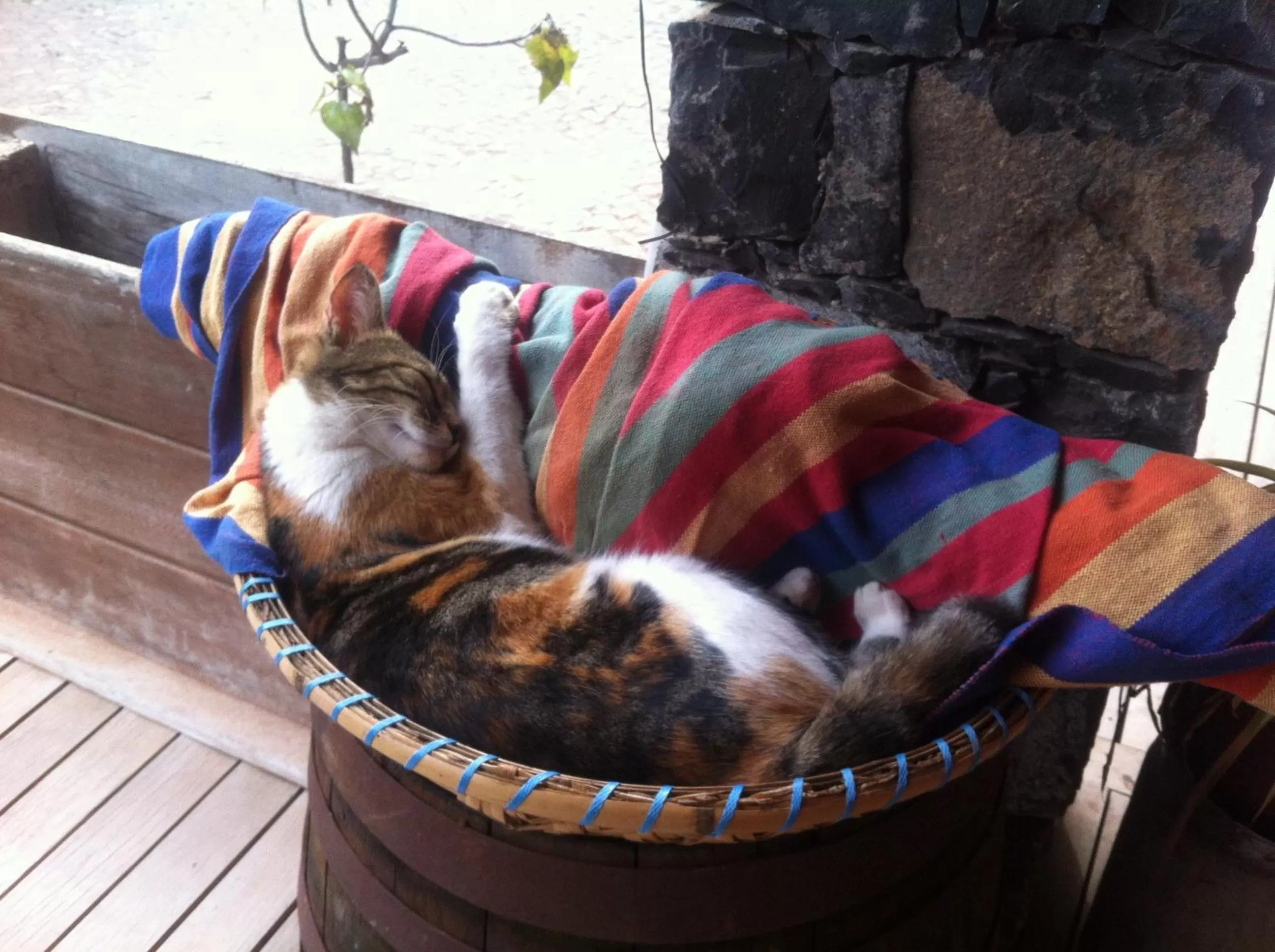 Pets in Villa Morabeza Guest House