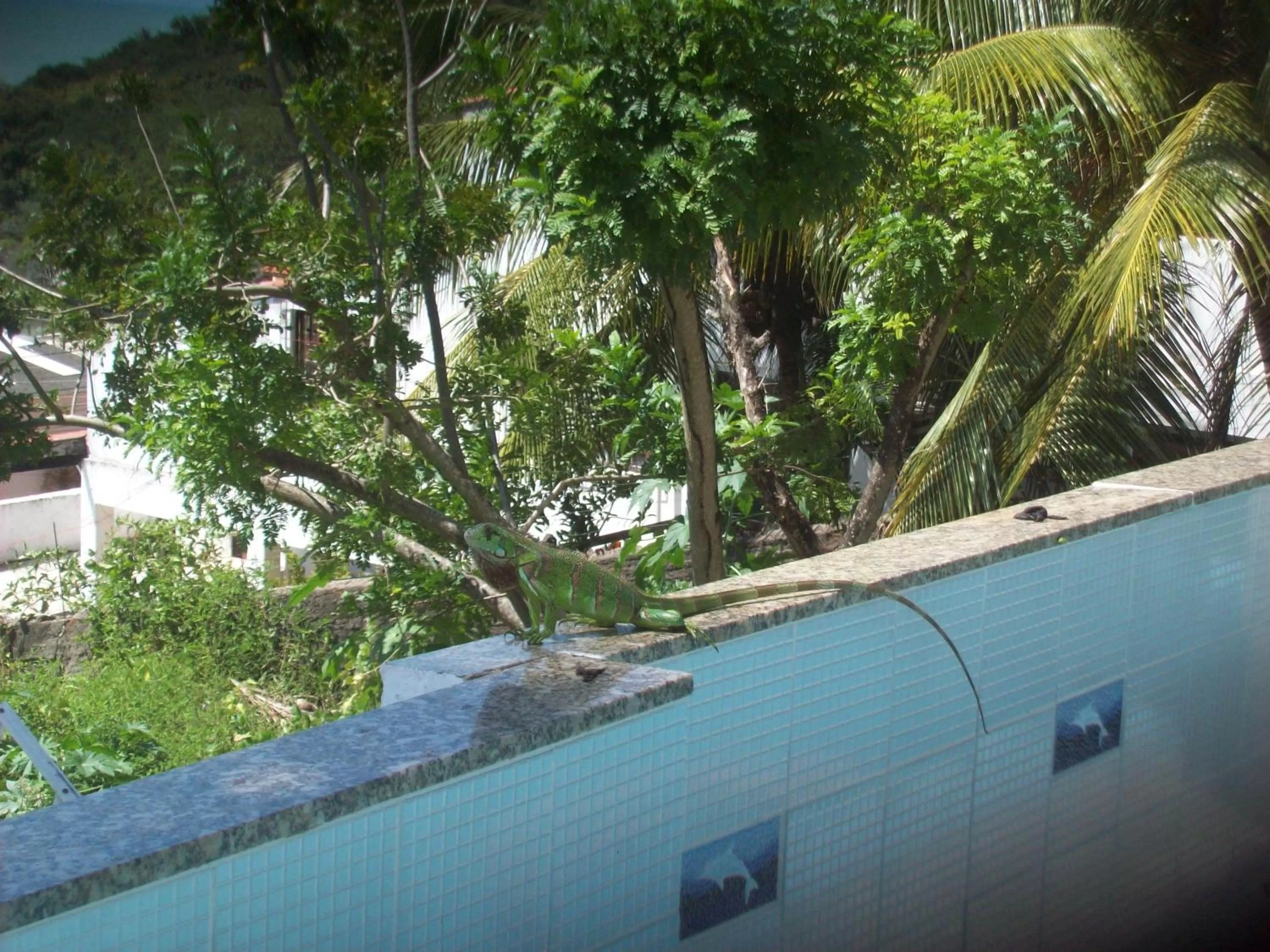 Animals in Hotel Pousada Estacao Do Sol Natal