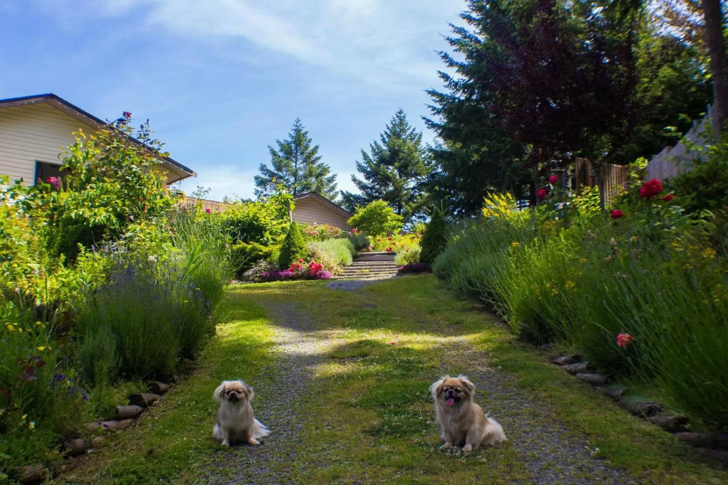 Day, Garden in Armand Heights