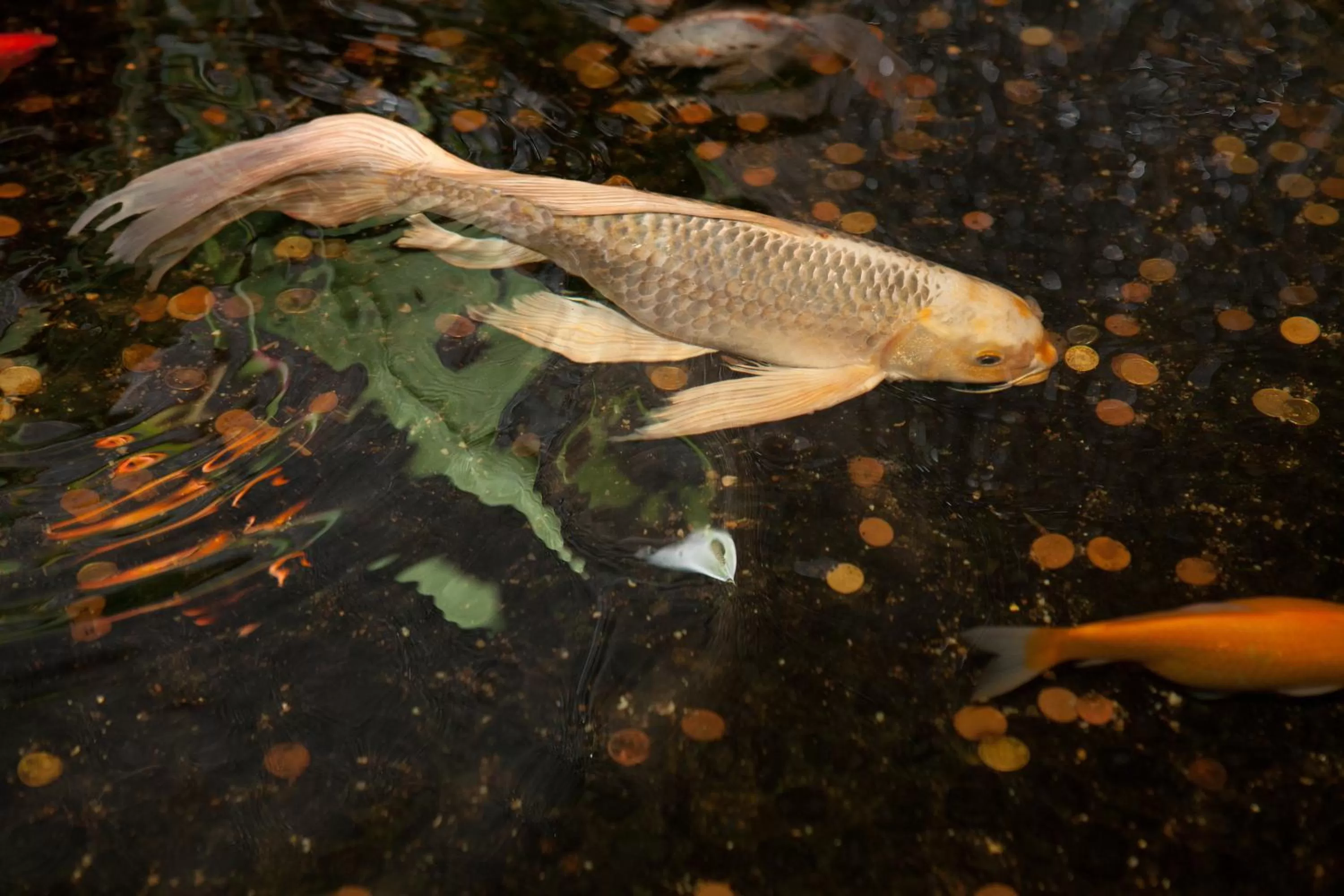 Other in Eden Hotel & Spa