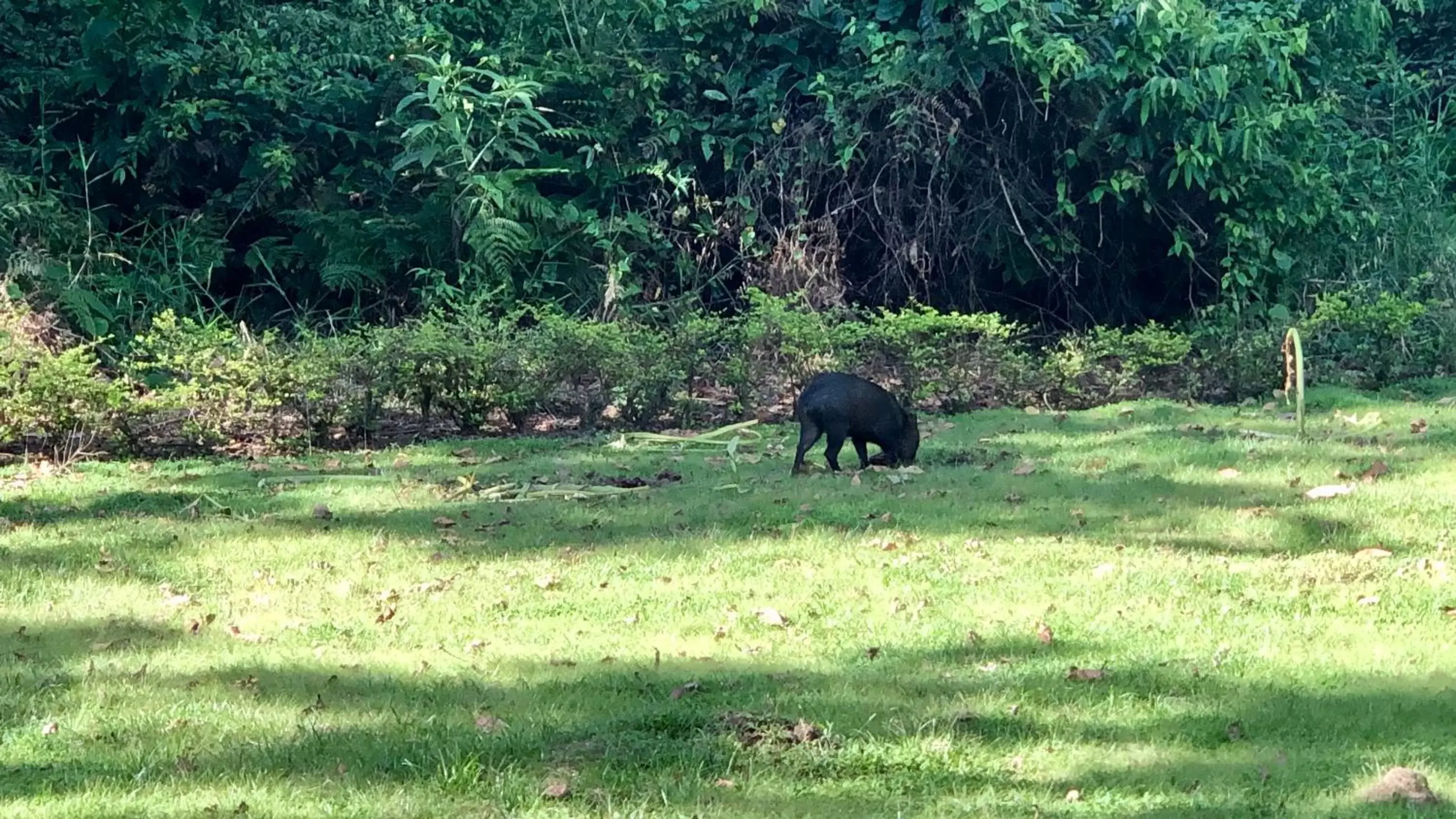 Property building, Other Animals in Sangregado Lodge