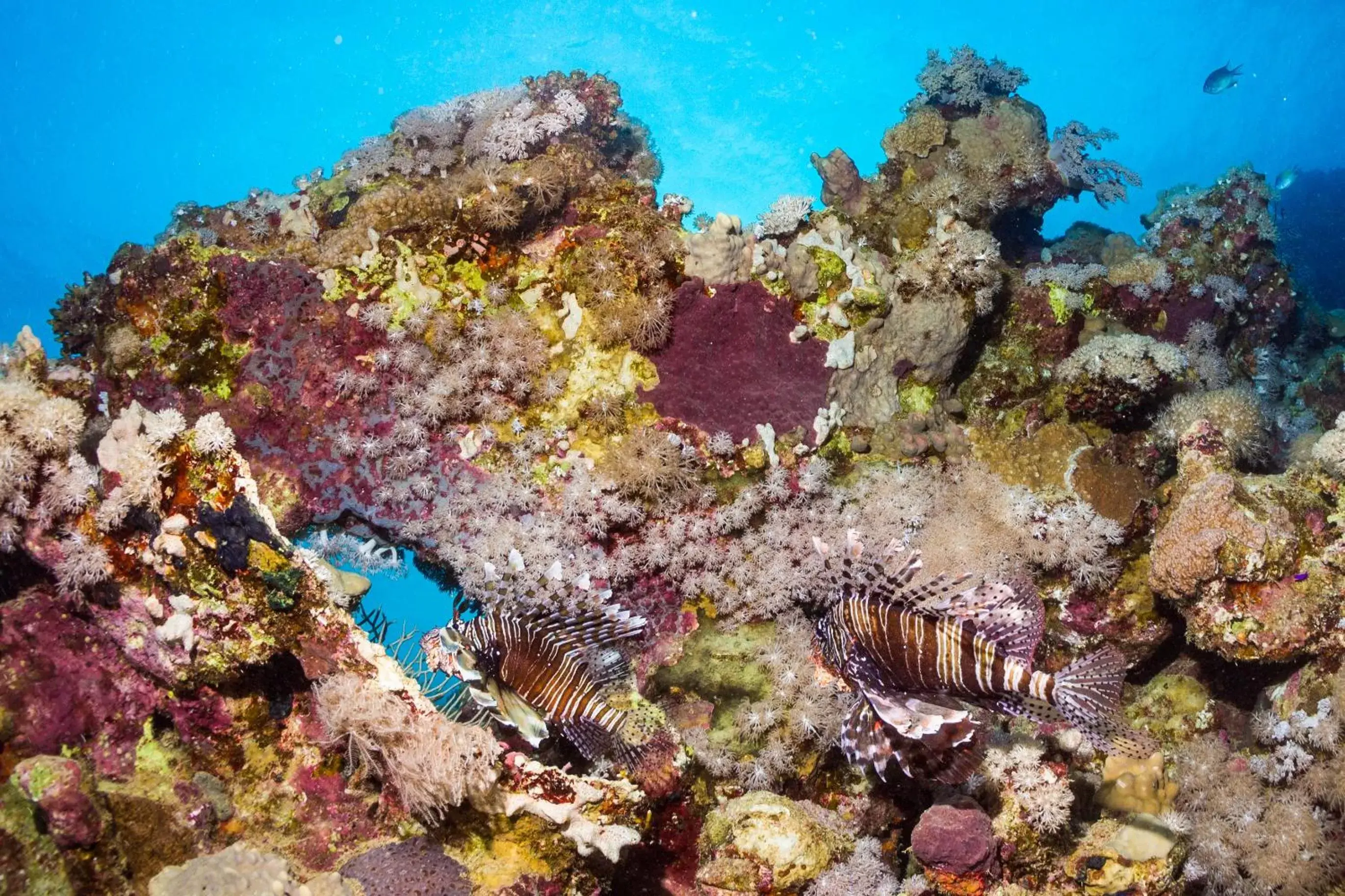 Snorkeling in Coral Sun Beach