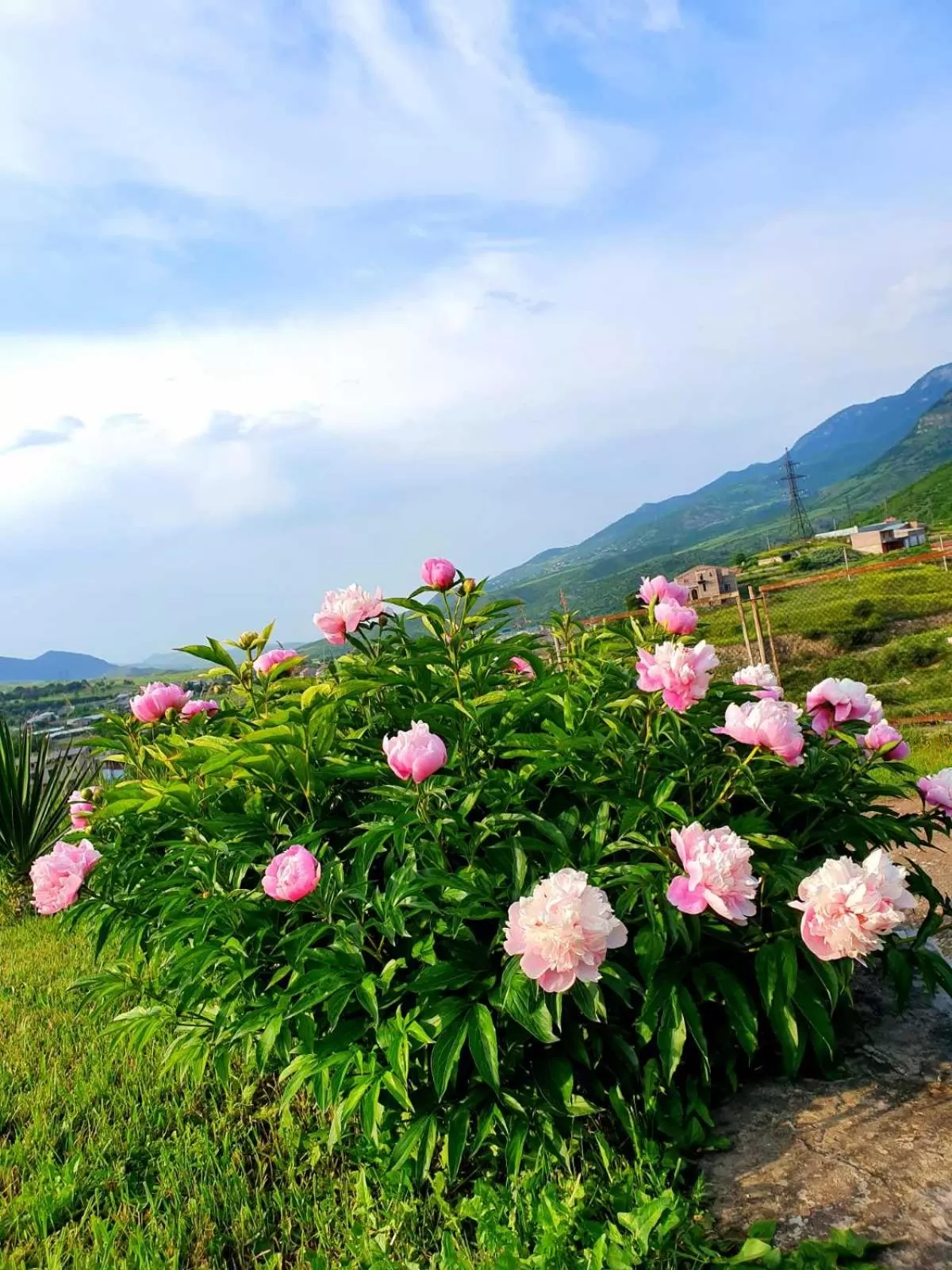 Spring in Guest House Ijevan's Garden