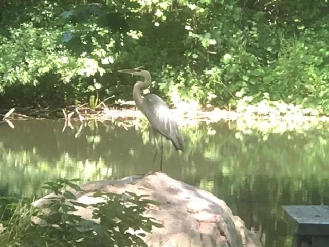 Natural landscape, Other Animals in Herring Run Motel and Tiny Cabins
