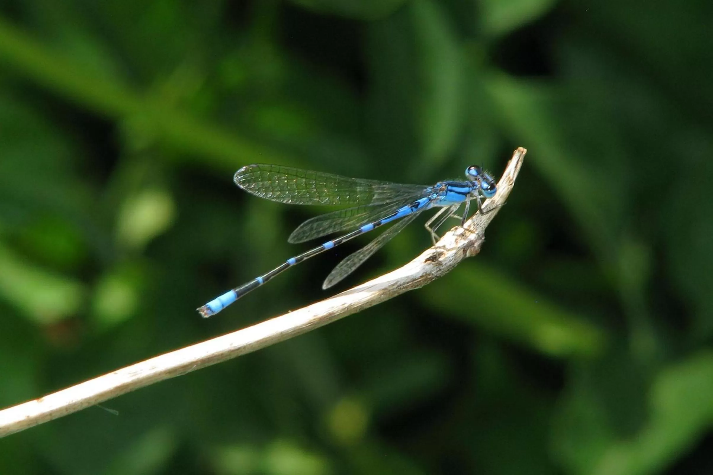Animals in Villas at Poco Diablo