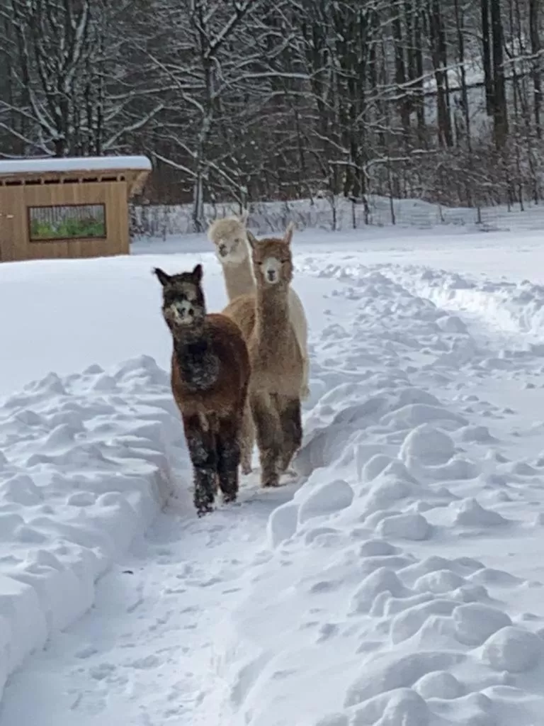 Animals in Hotel Waldmühle