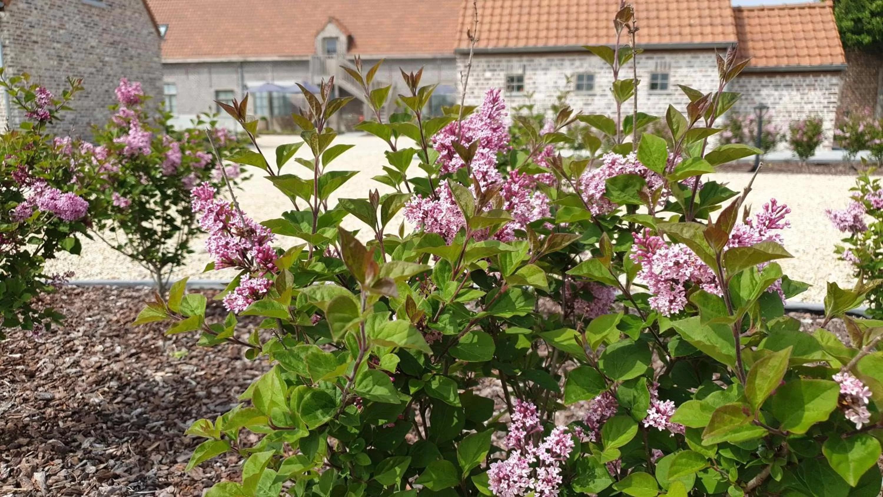 Garden in B&B 't Meesterhof