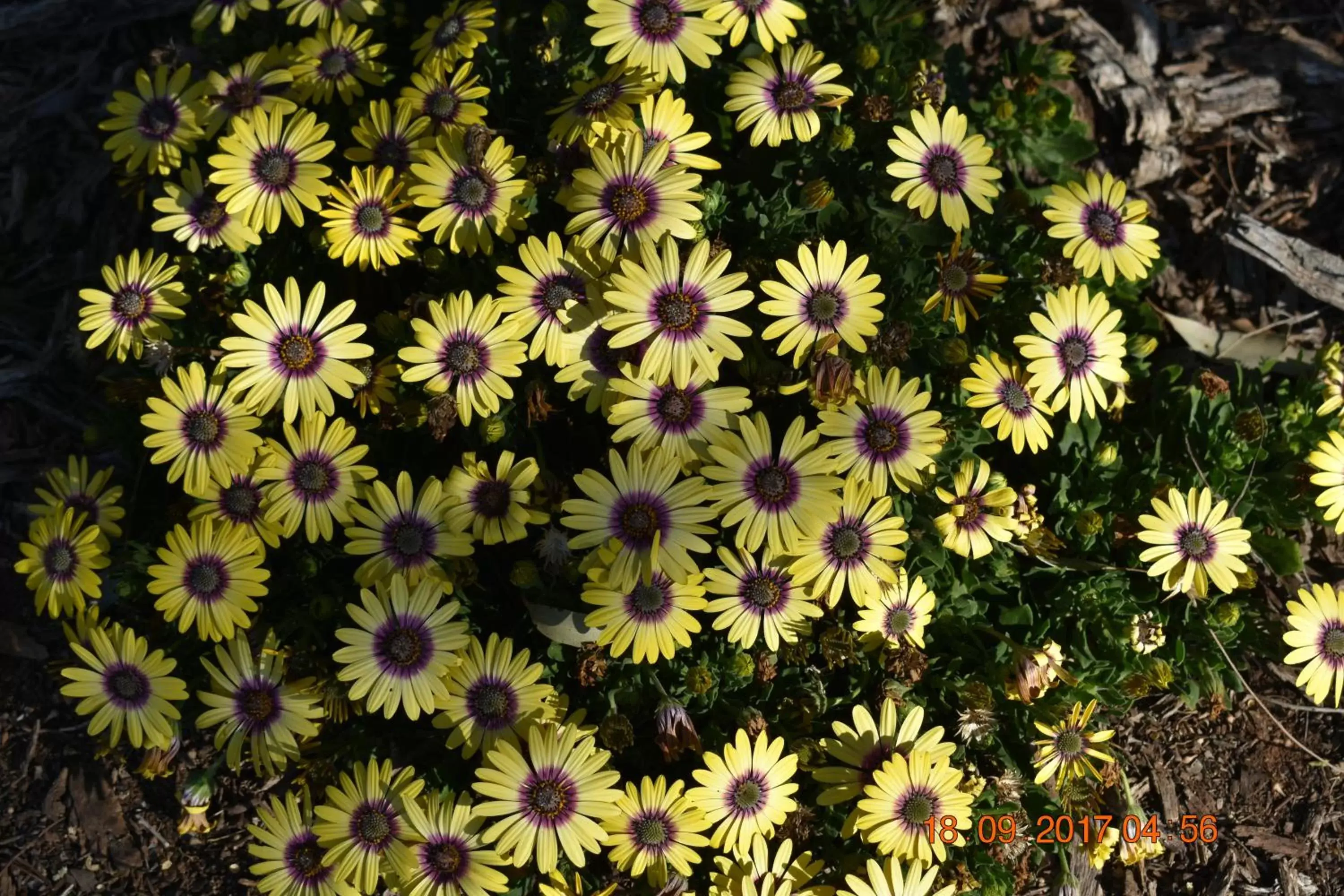 Garden view in Cooee Motel