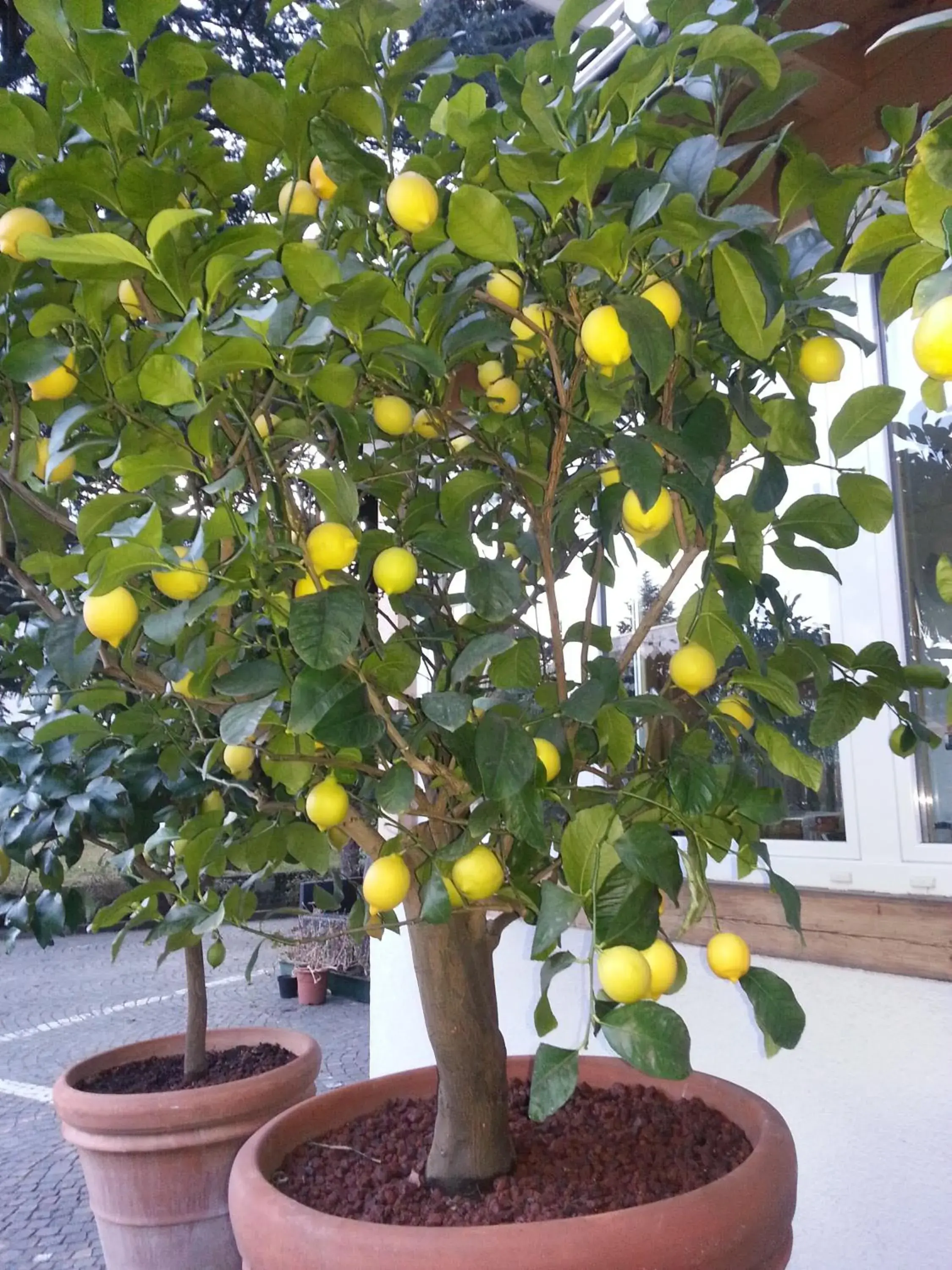 Garden in Hotel Jasmin