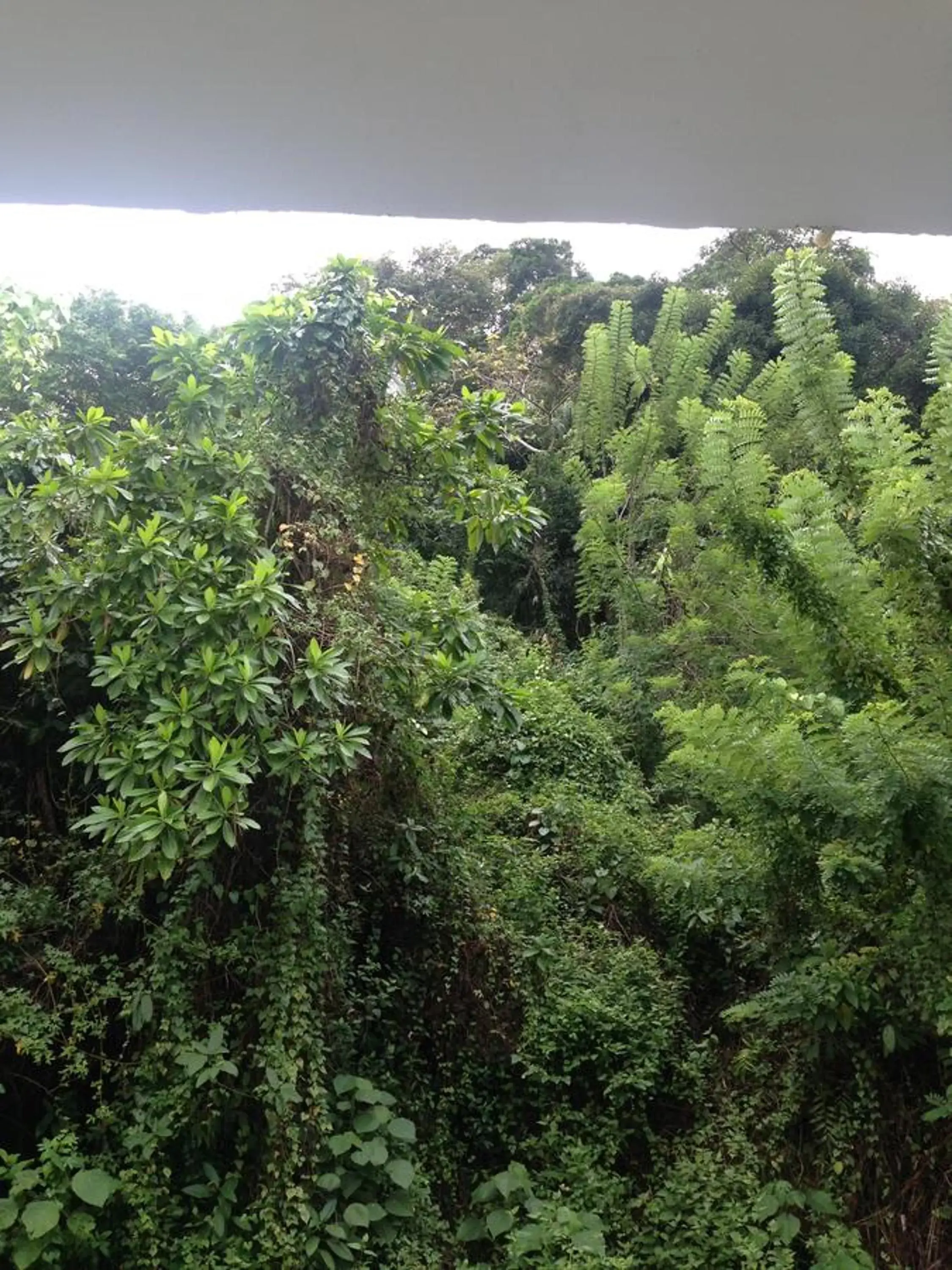 Natural landscape in Holiday Inn Unawatuna