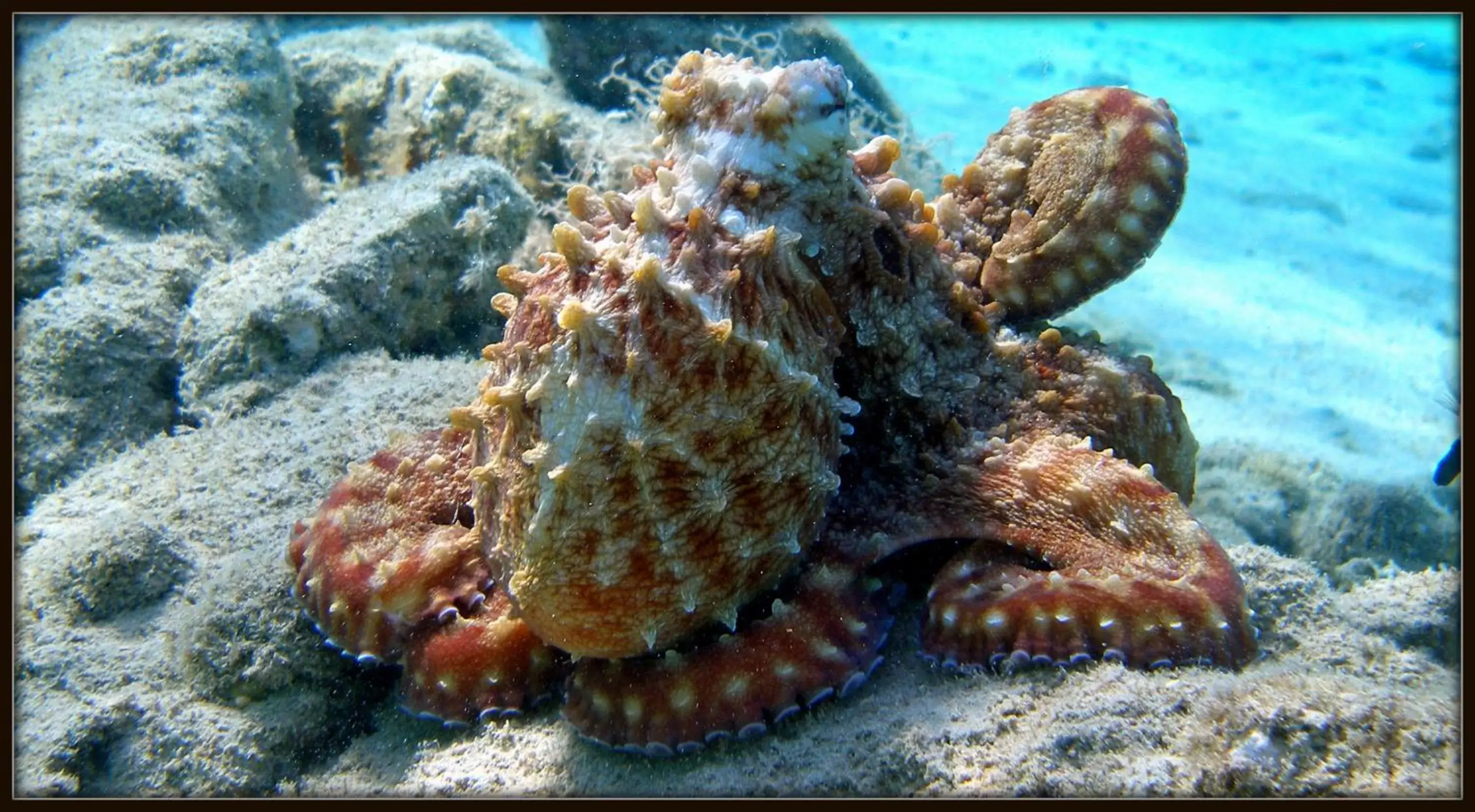 Snorkeling, Other Animals in Coral Sun Beach