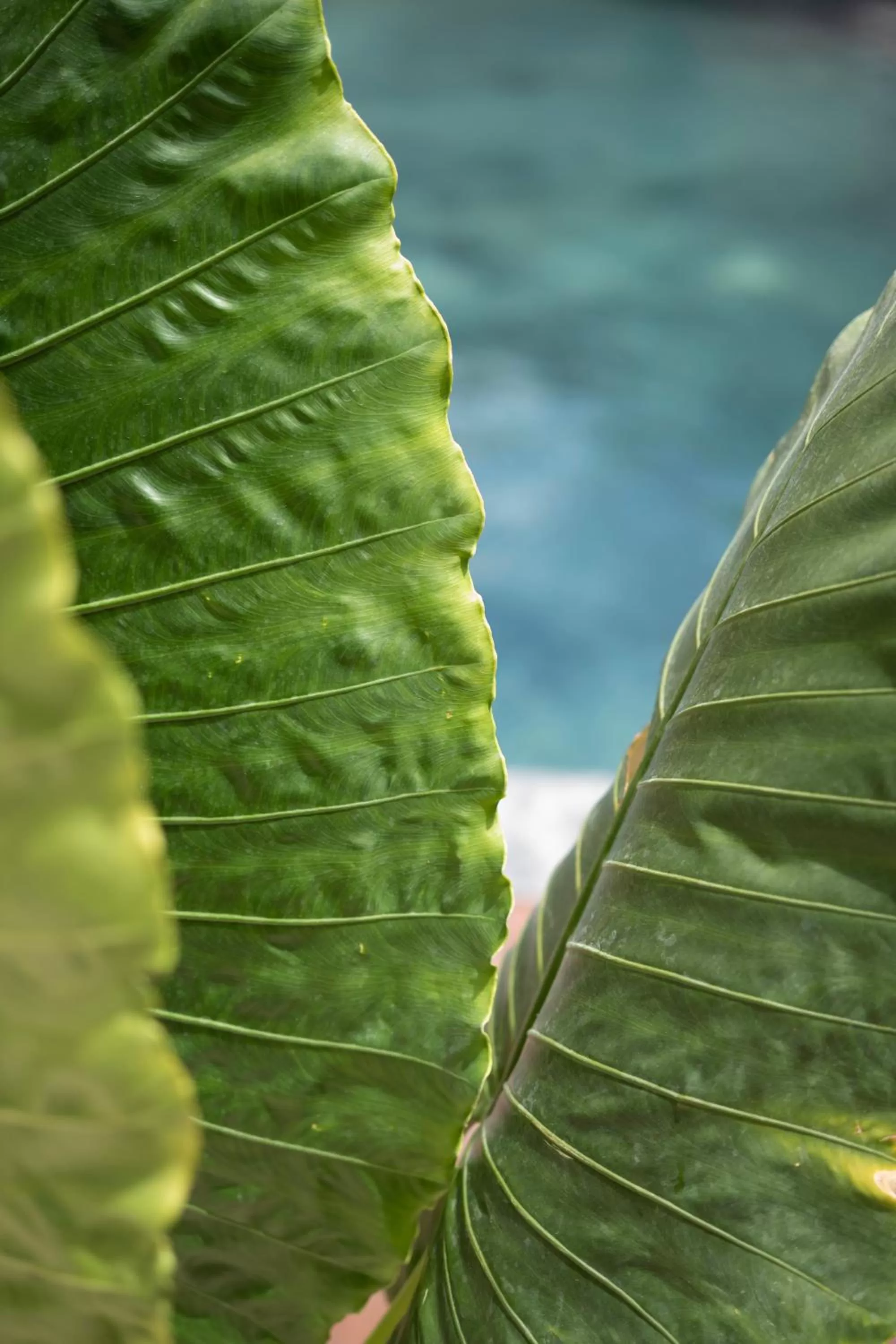 Natural landscape in Botånica Tulum