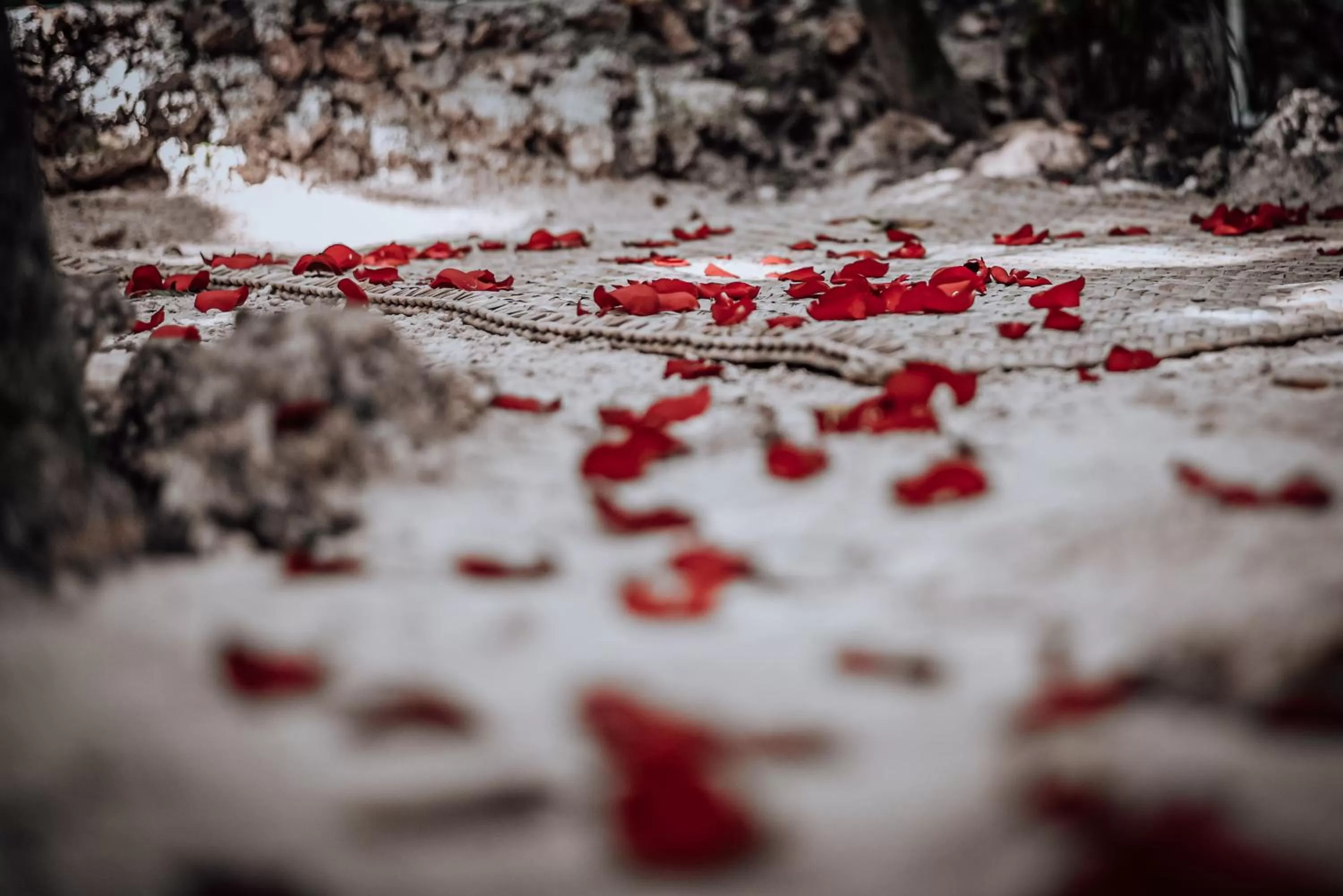 Garden, Winter in Lunita Jungle Experience