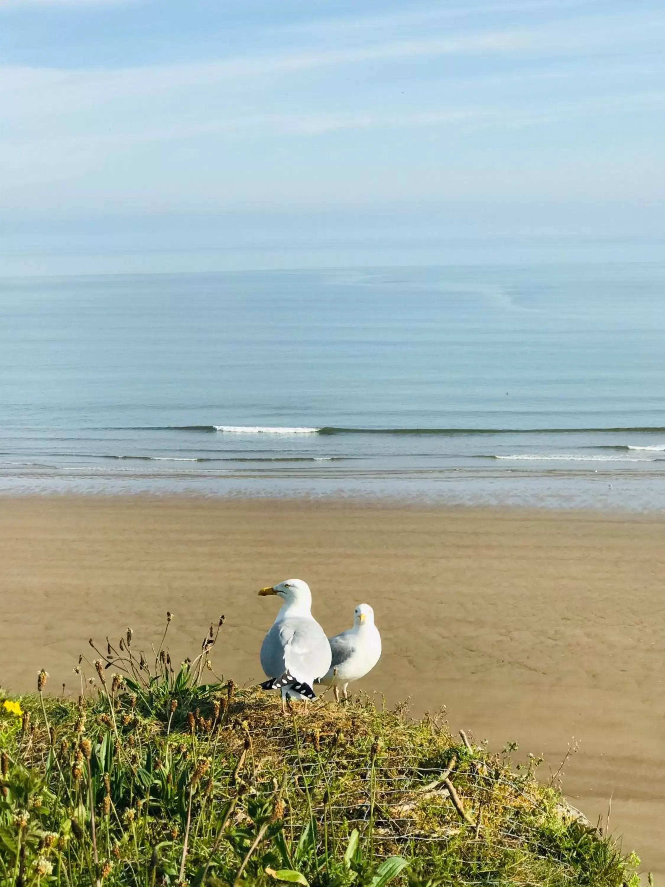 Beach, Other Animals in Mooredge B&B