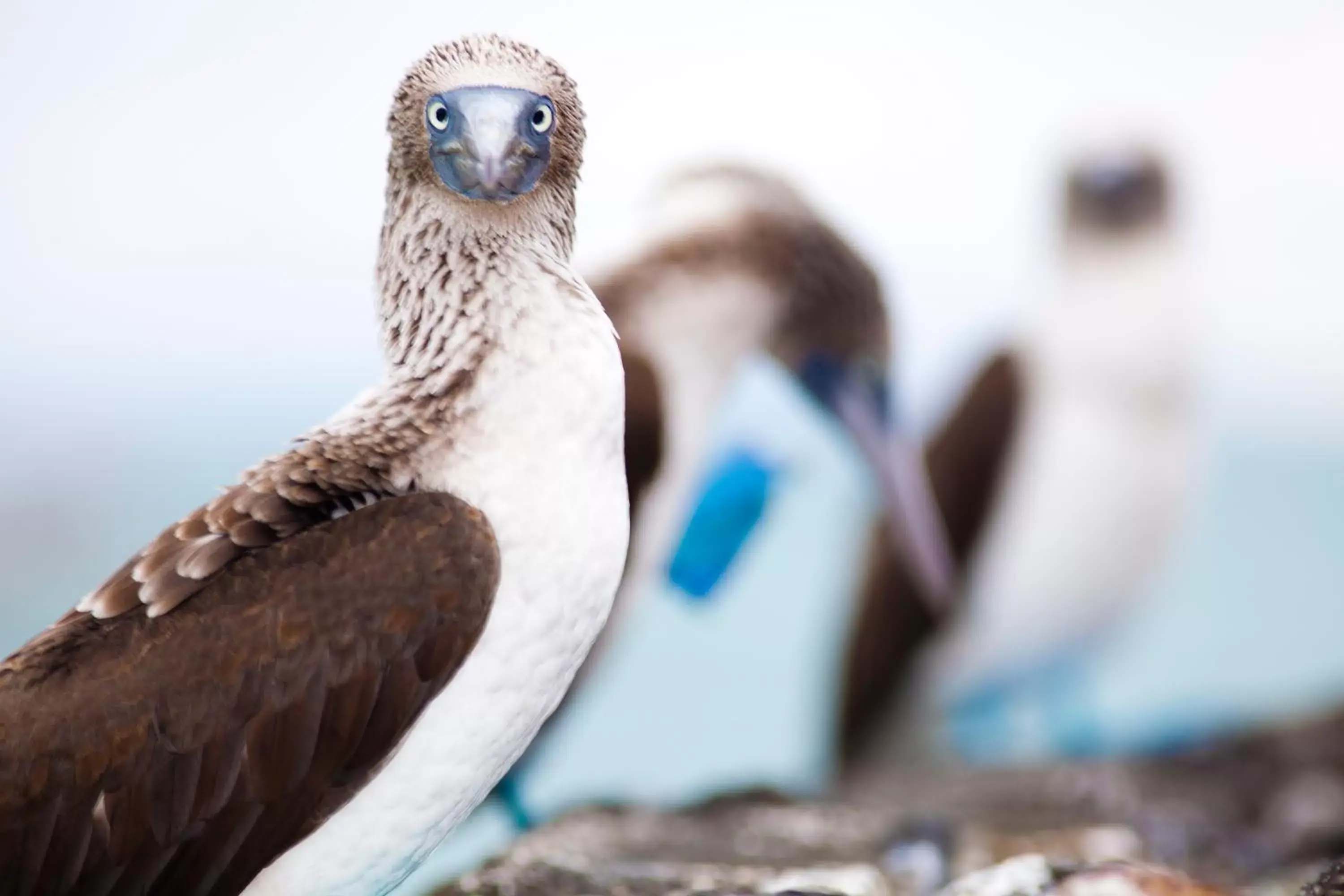 Facade/entrance in Hotel Solymar Facade/entrance in Hotel Solymar