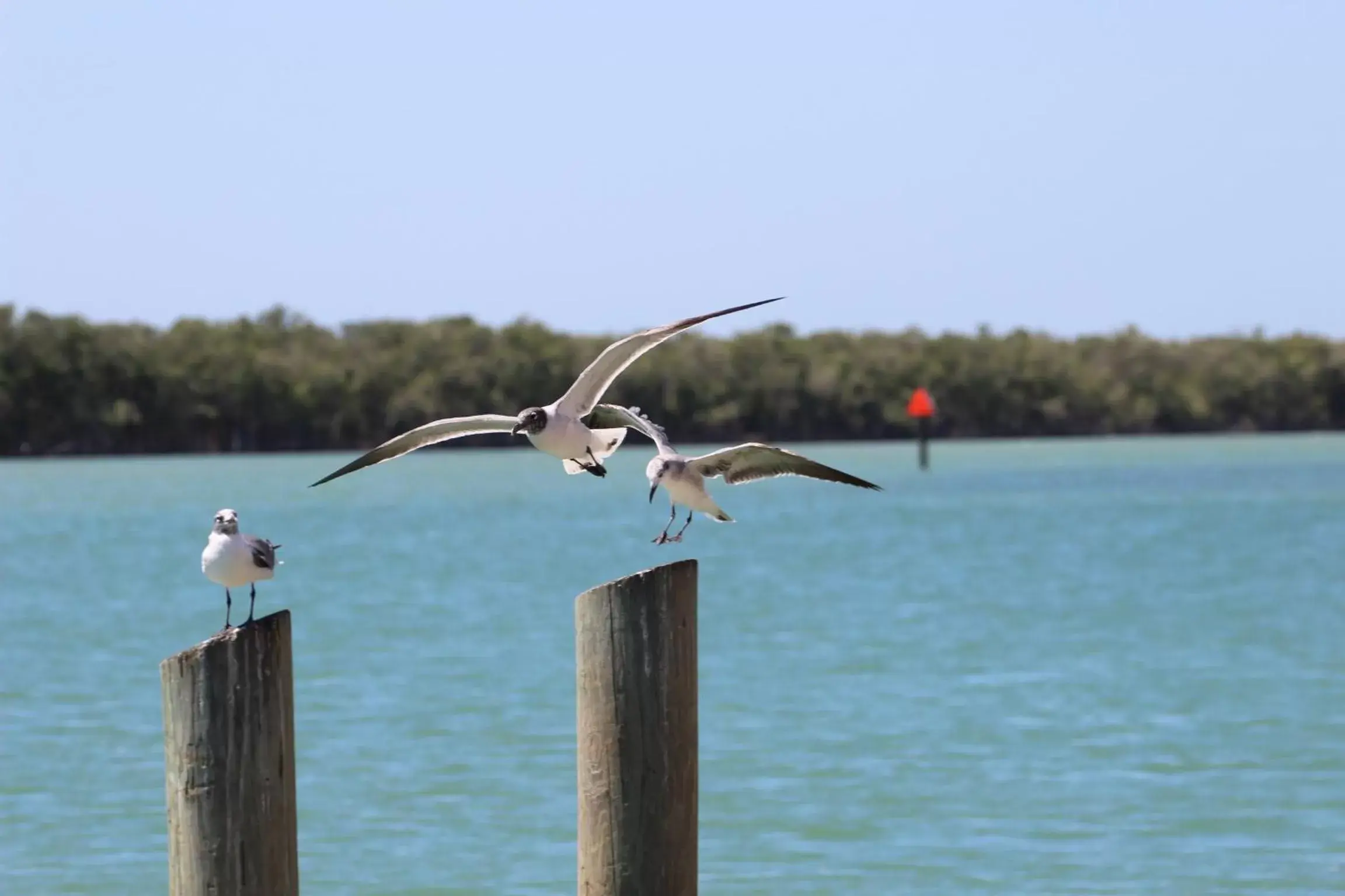 Other Animals in Gilbert's Resort