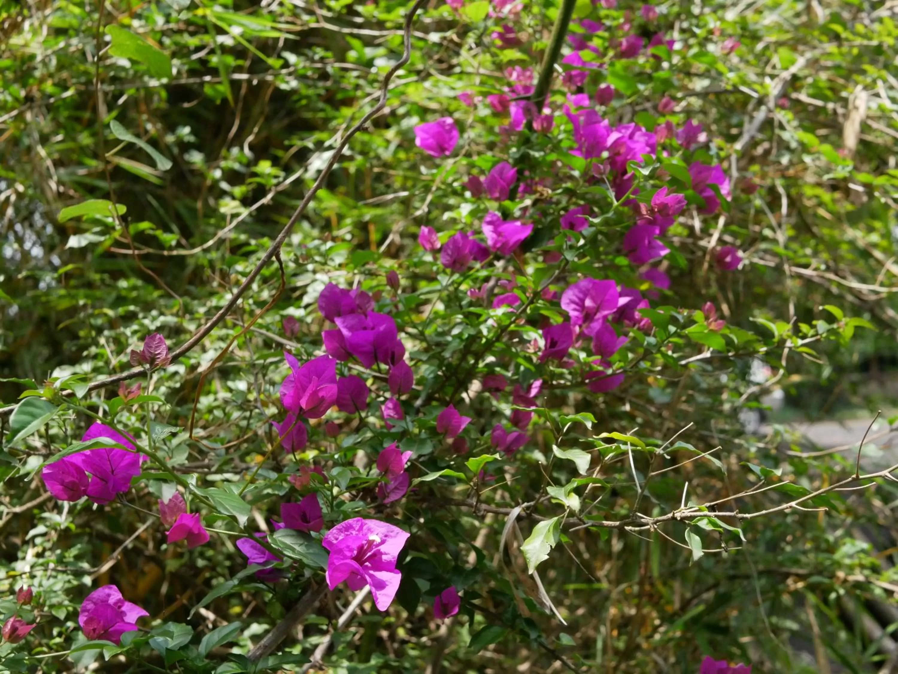 Garden in Fravan Eco Resort By Apogee