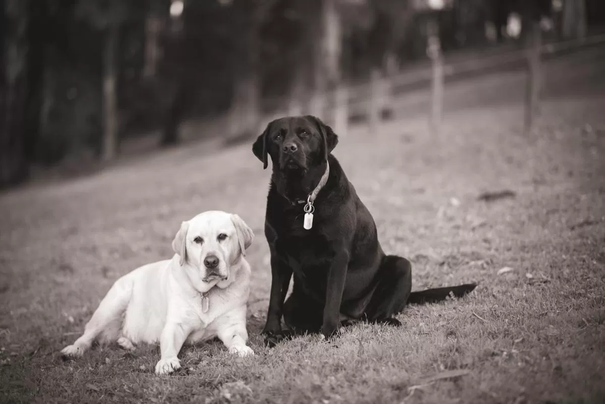 Rosewood Park Guest Suite