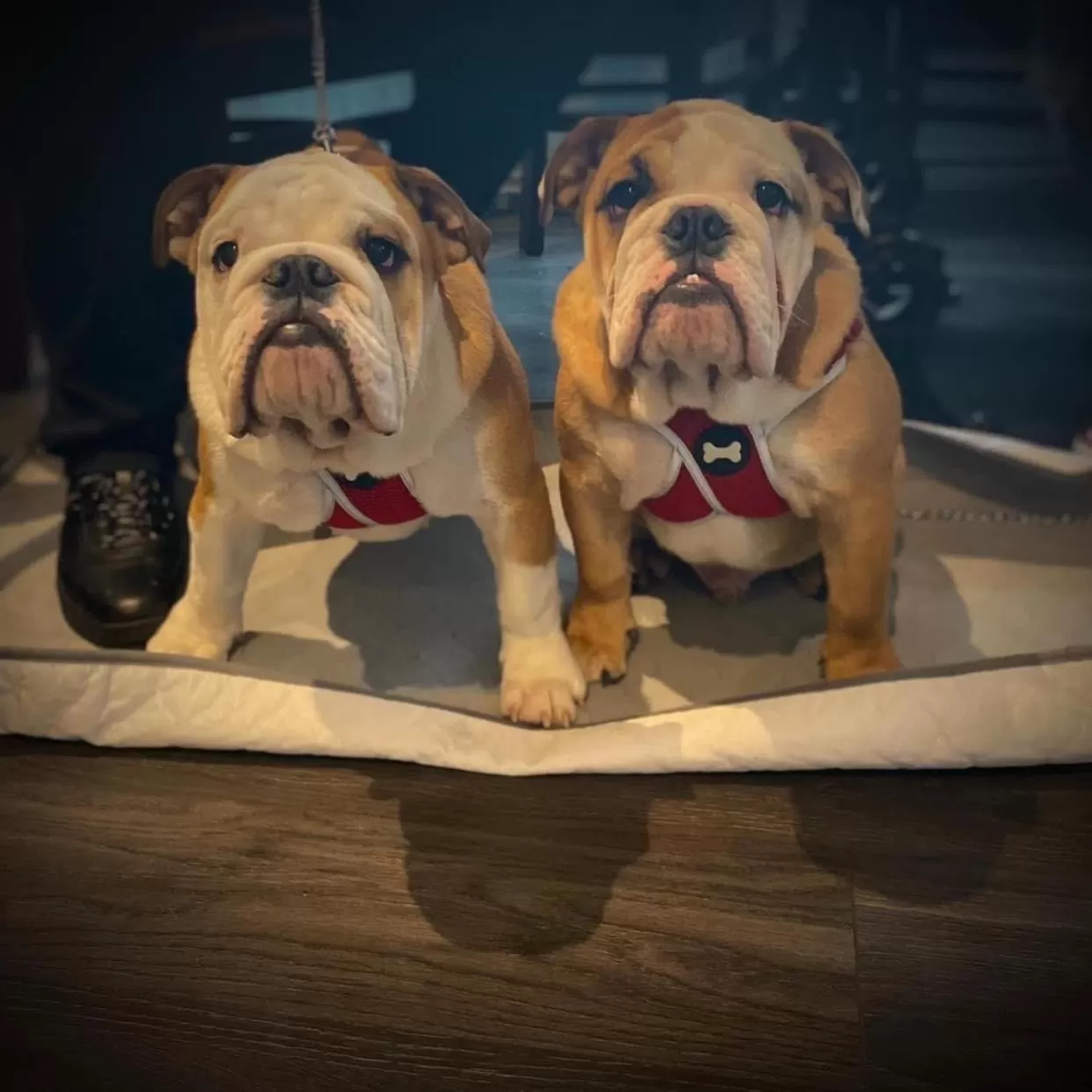 Pets in Ye Olde Fighting Cocks