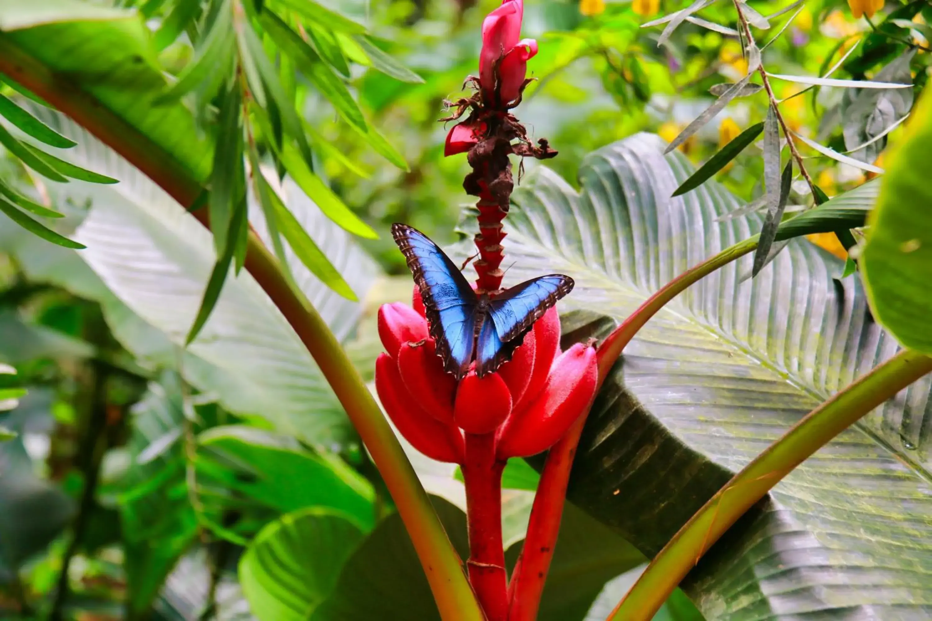 Off site, Other Animals in Hotel Ficus - Monteverde