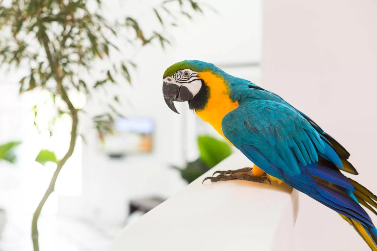 Other, Other Animals in Prestige Property - Da Costa