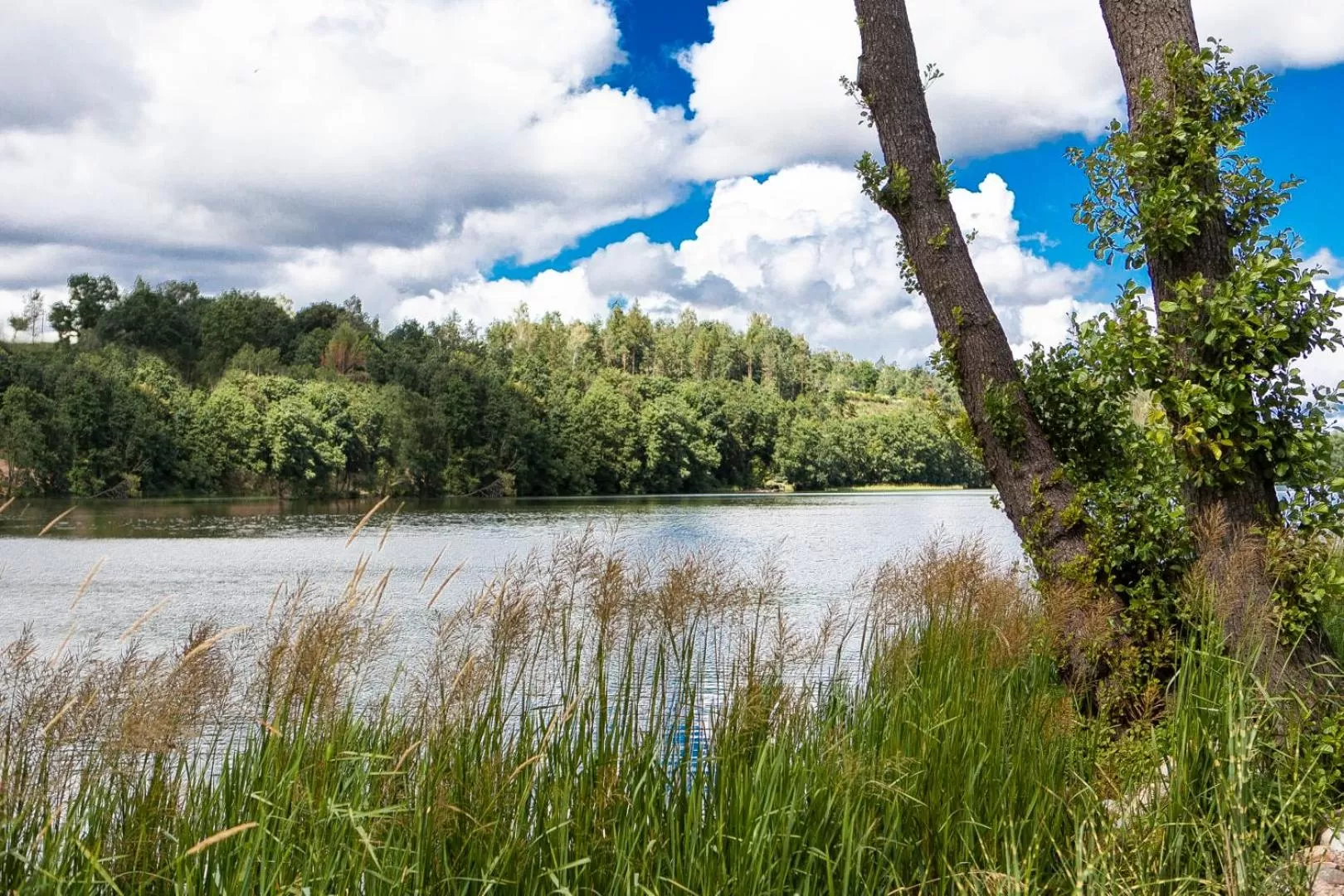 Natural landscape in Leśny Dwór