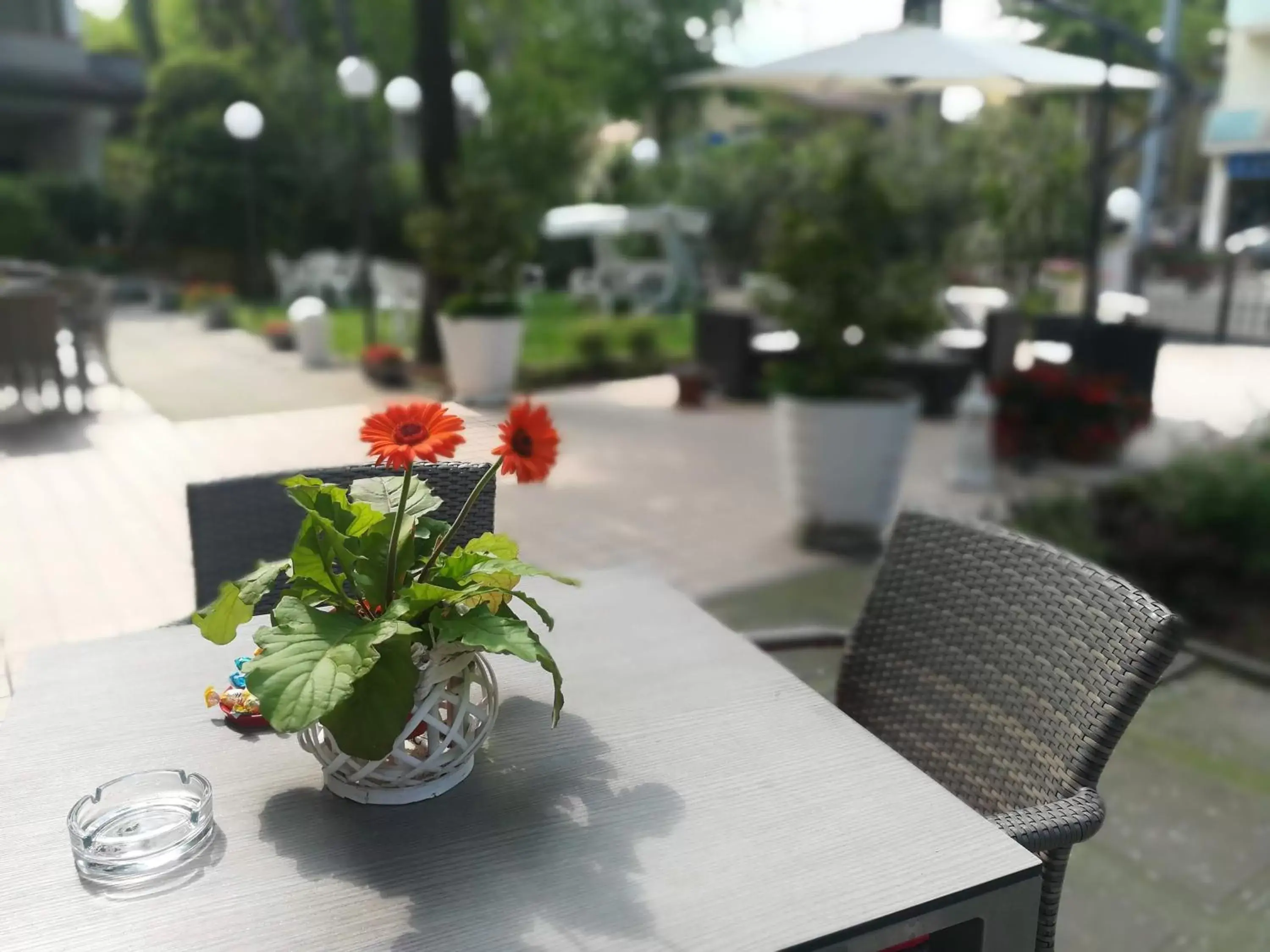 Garden, Restaurant/Places to Eat in Hotel Verde Luna