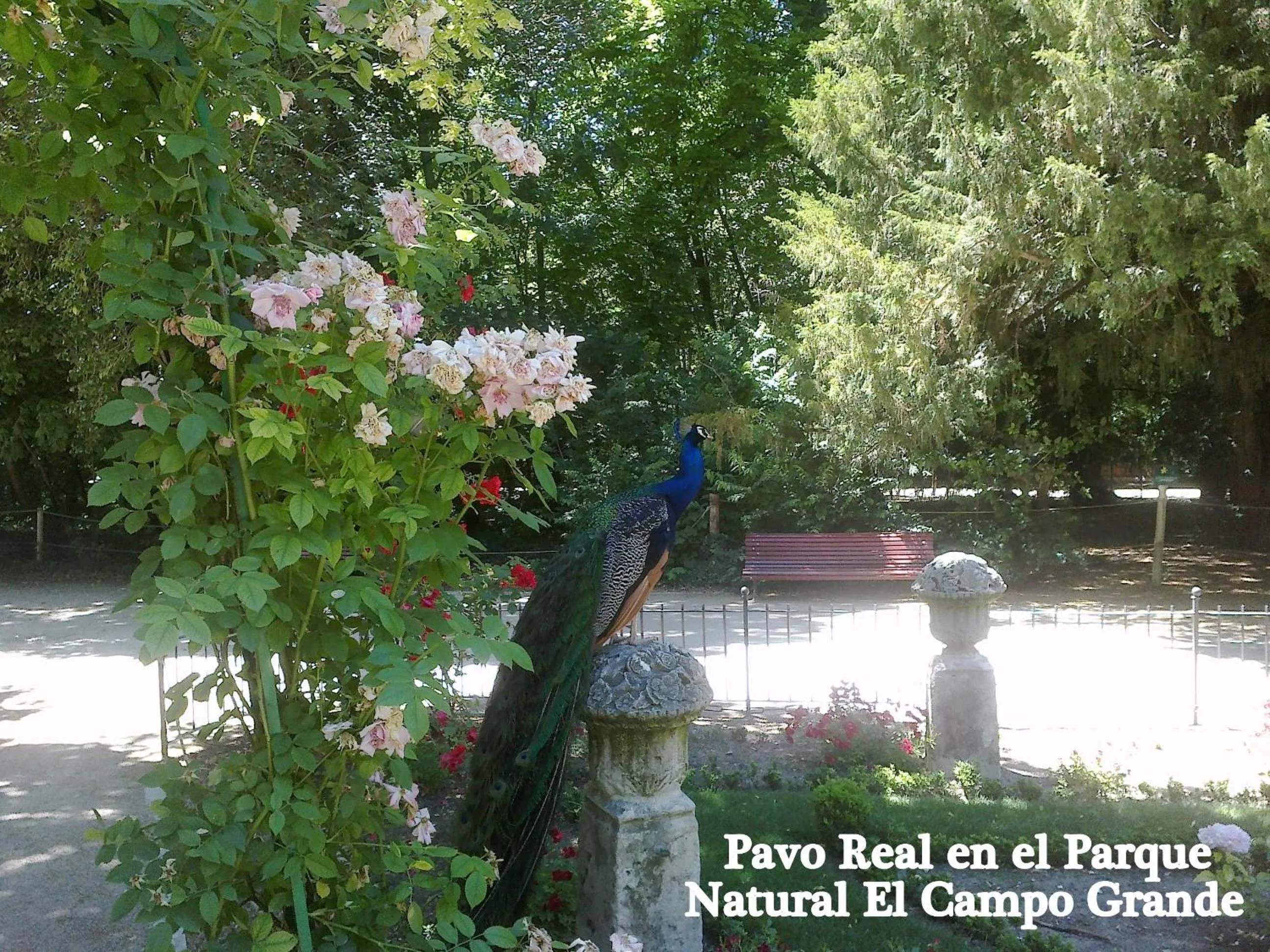 Facade/entrance in Hotel Colón Plaza