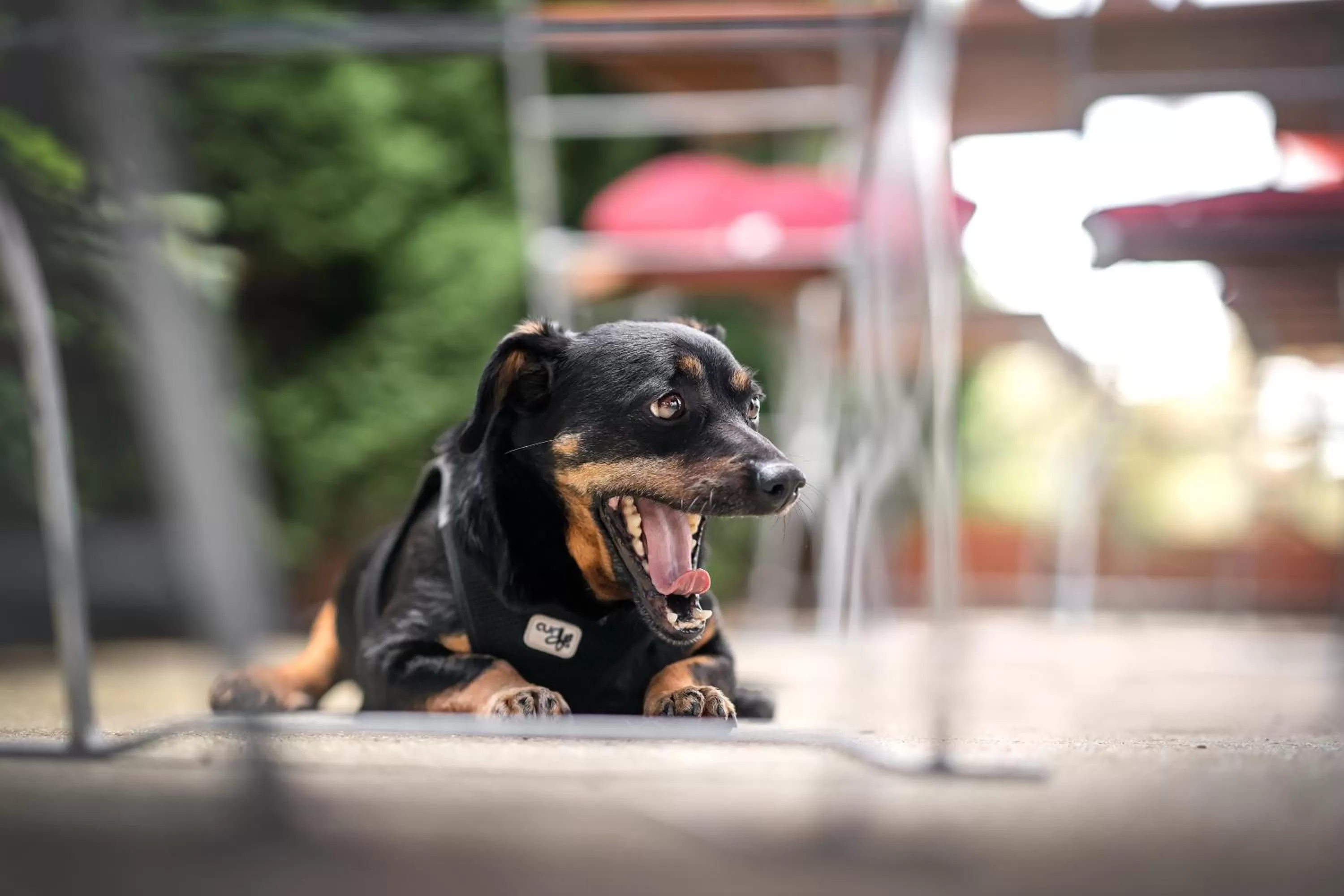 Berghotel Steiger - Erzgebirge